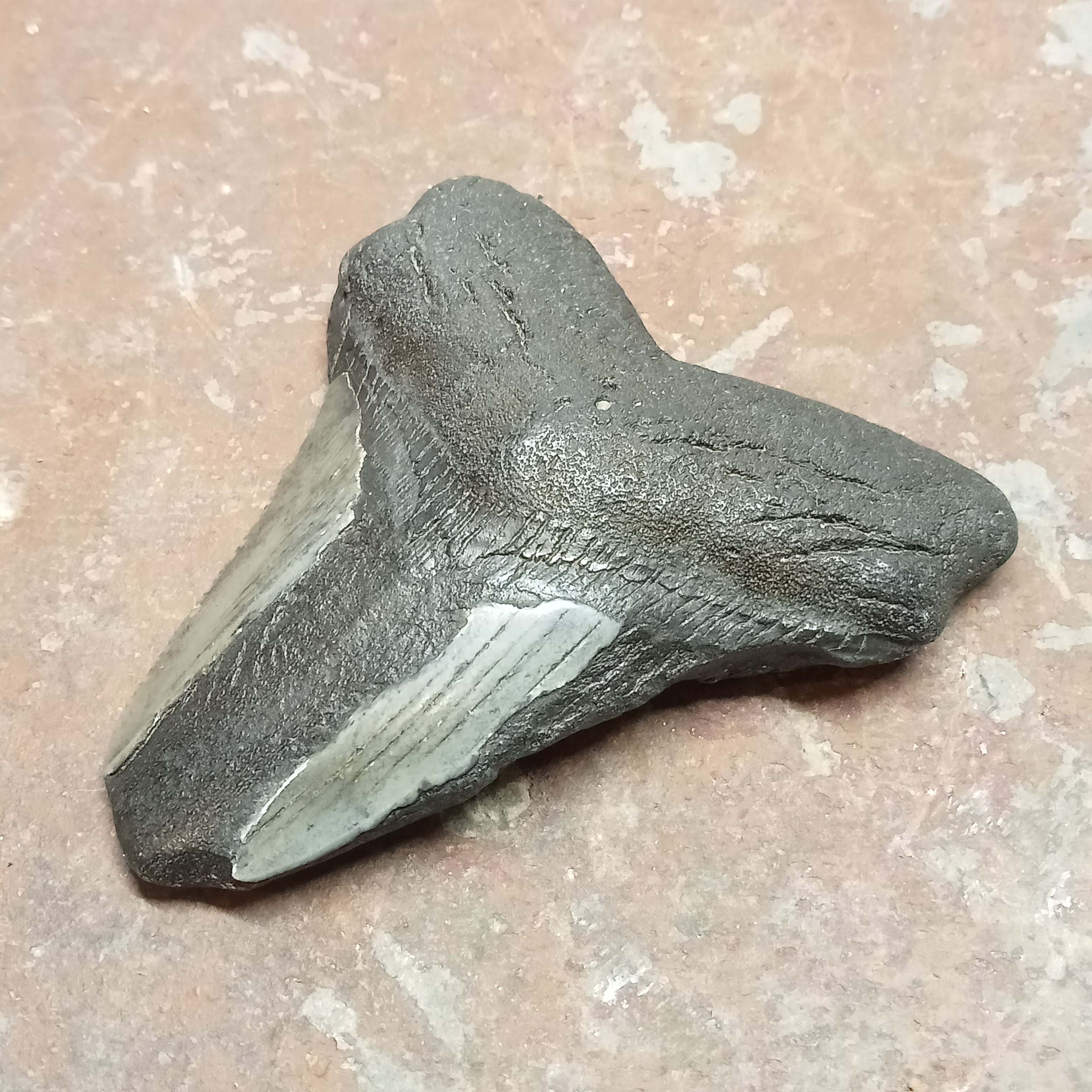 Megalodon tooth