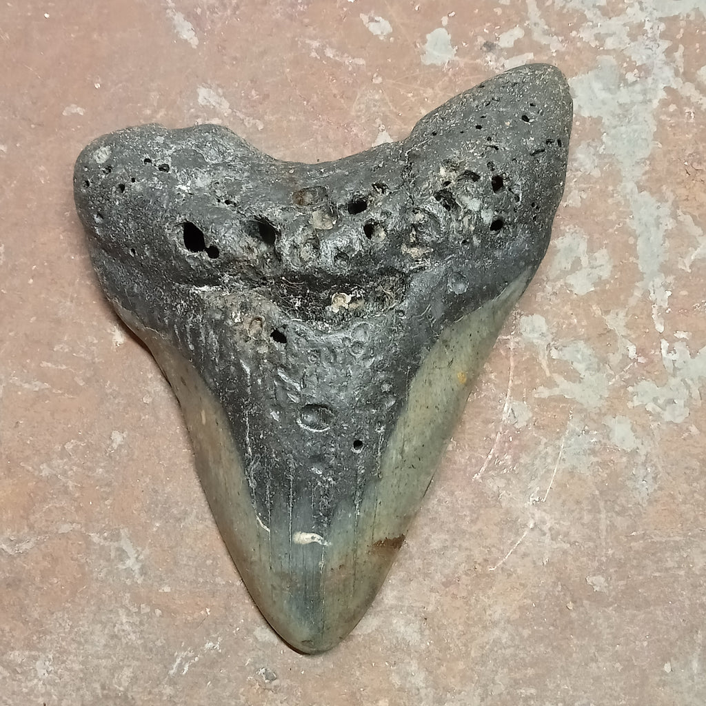 Megalodon tooth