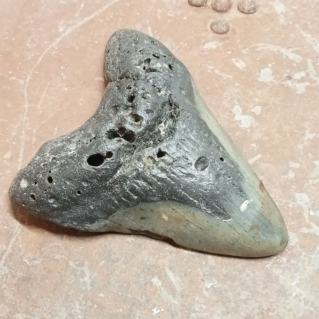 Megalodon tooth
