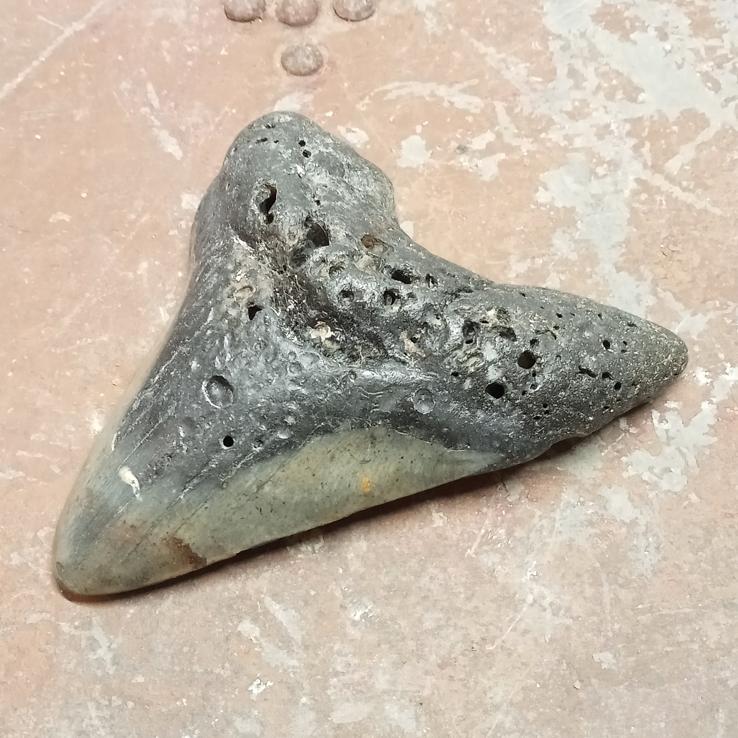 Megalodon tooth