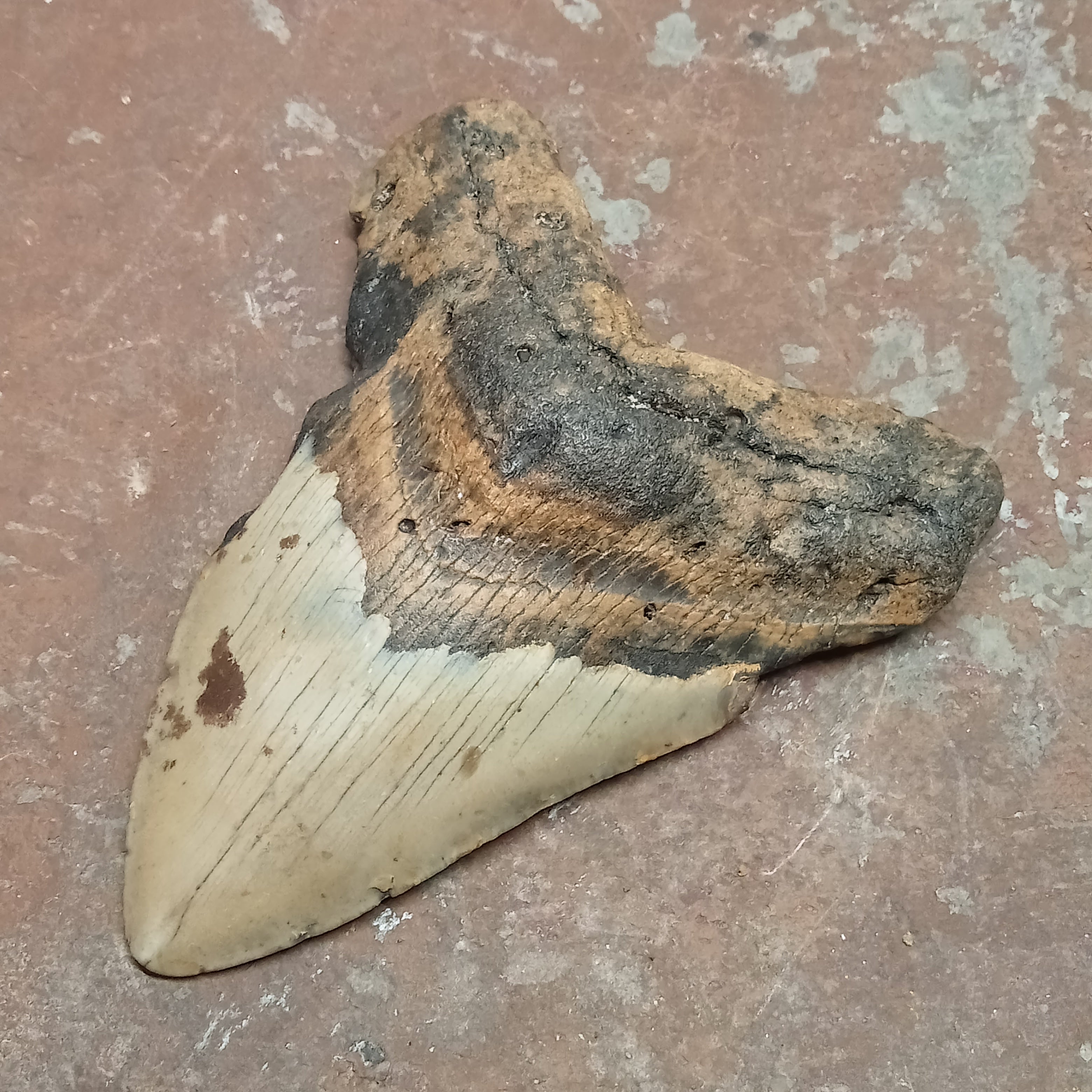 Megalodon tooth