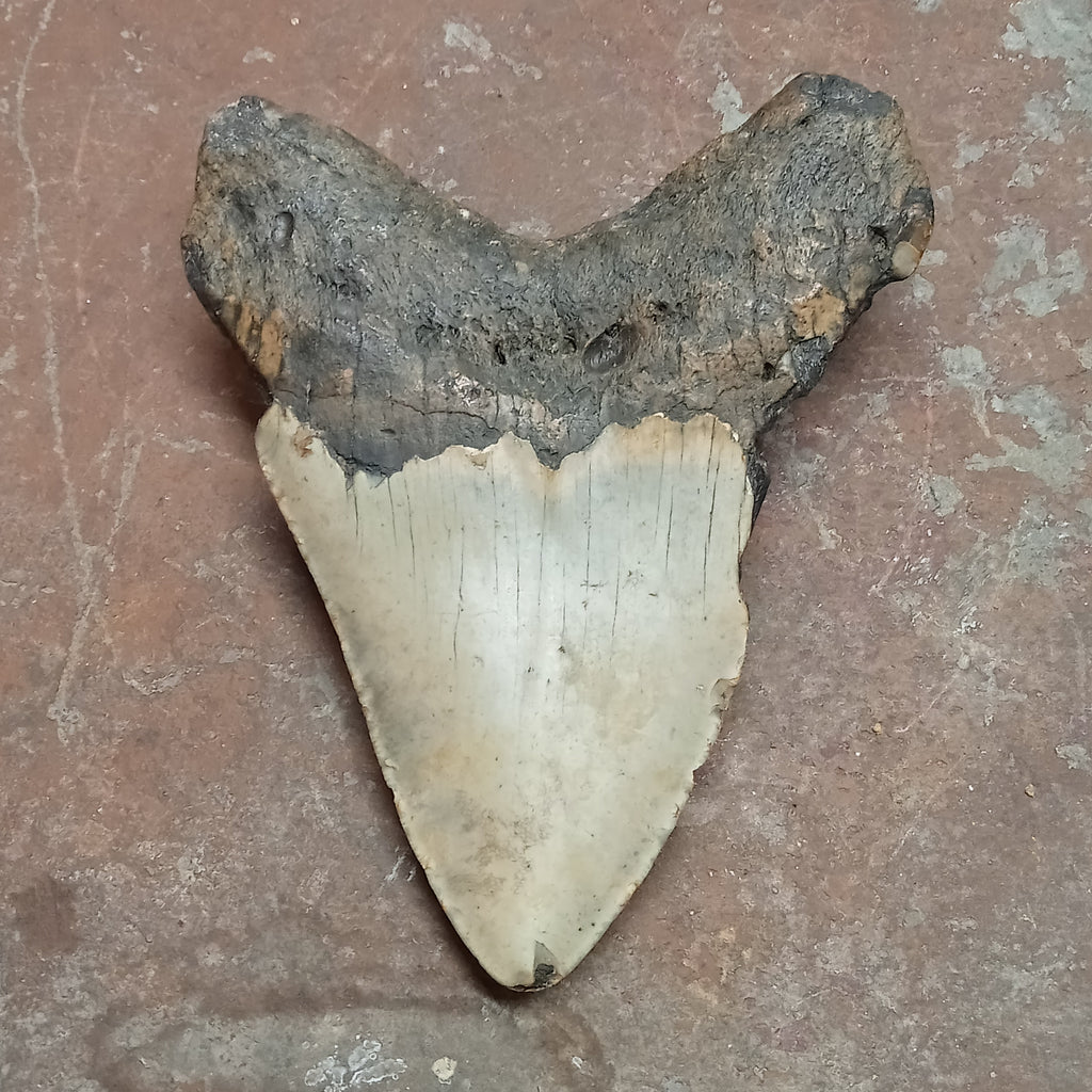 Megalodon tooth