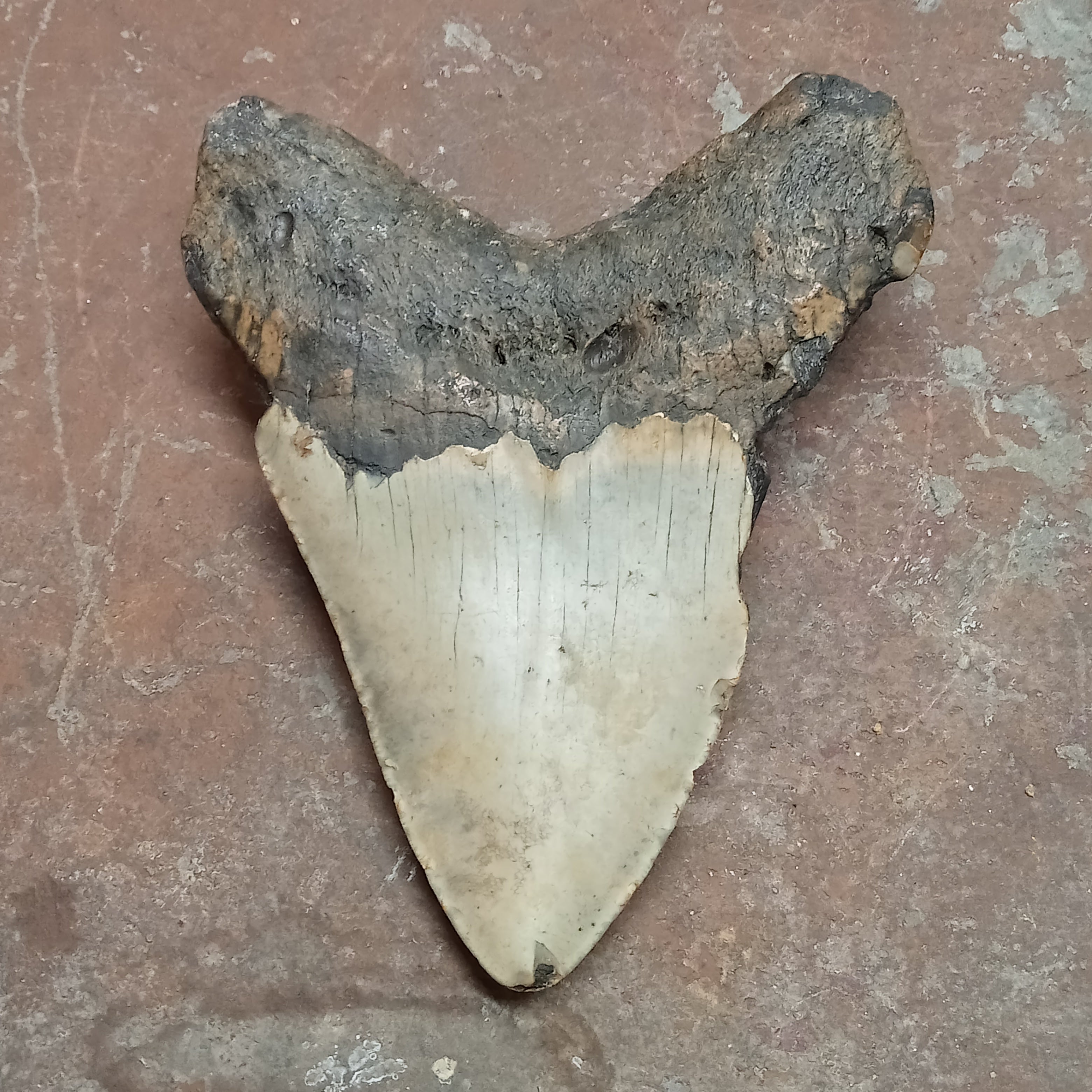 Megalodon tooth