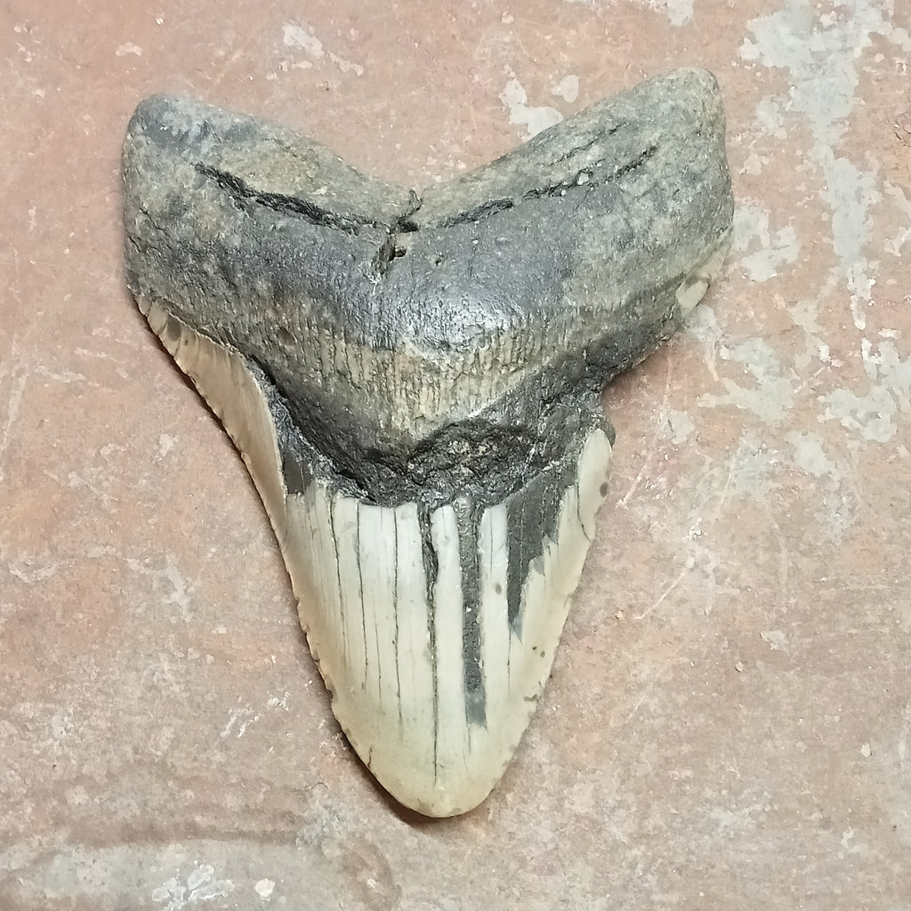 Megalodon tooth