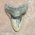 Megalodon tooth