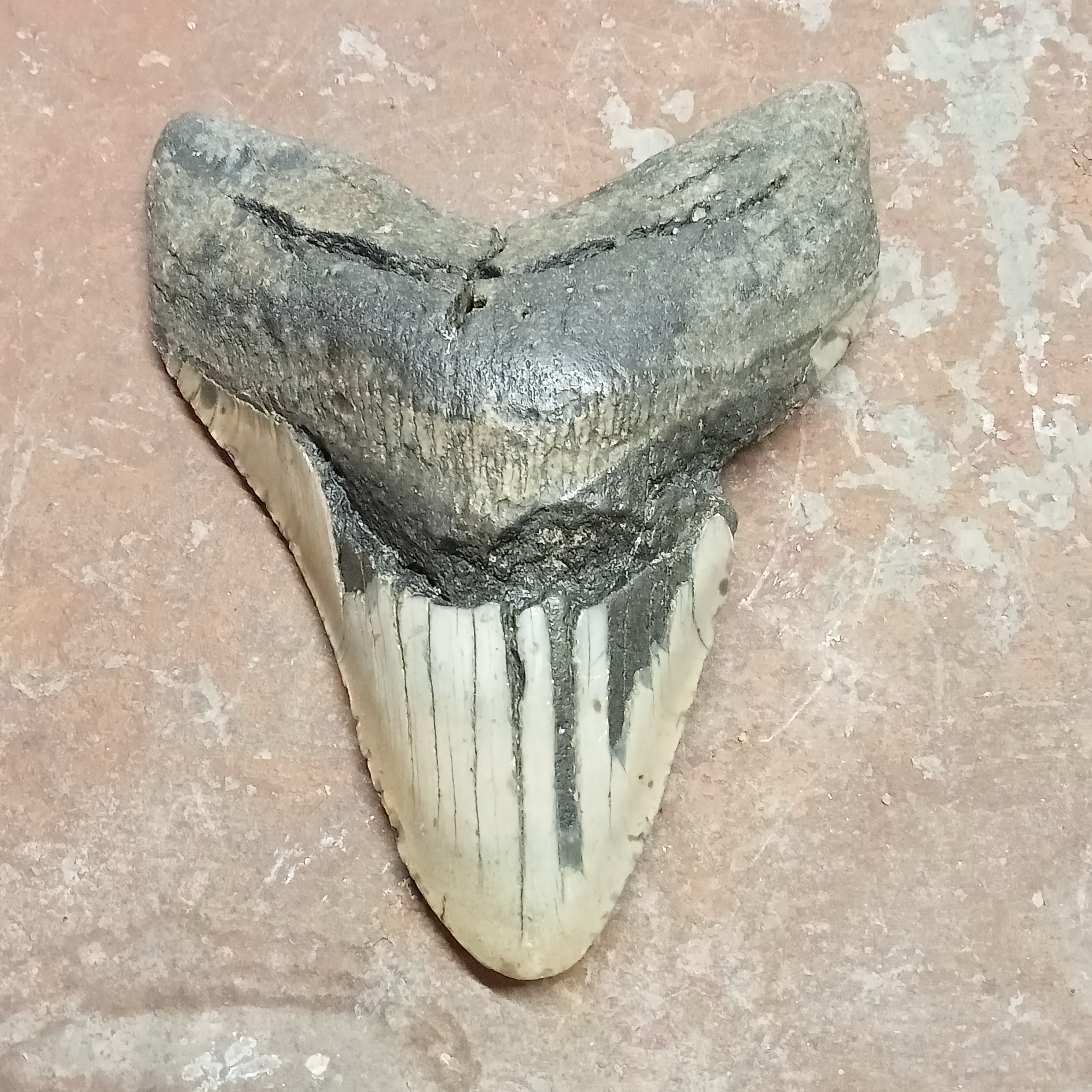 Megalodon tooth