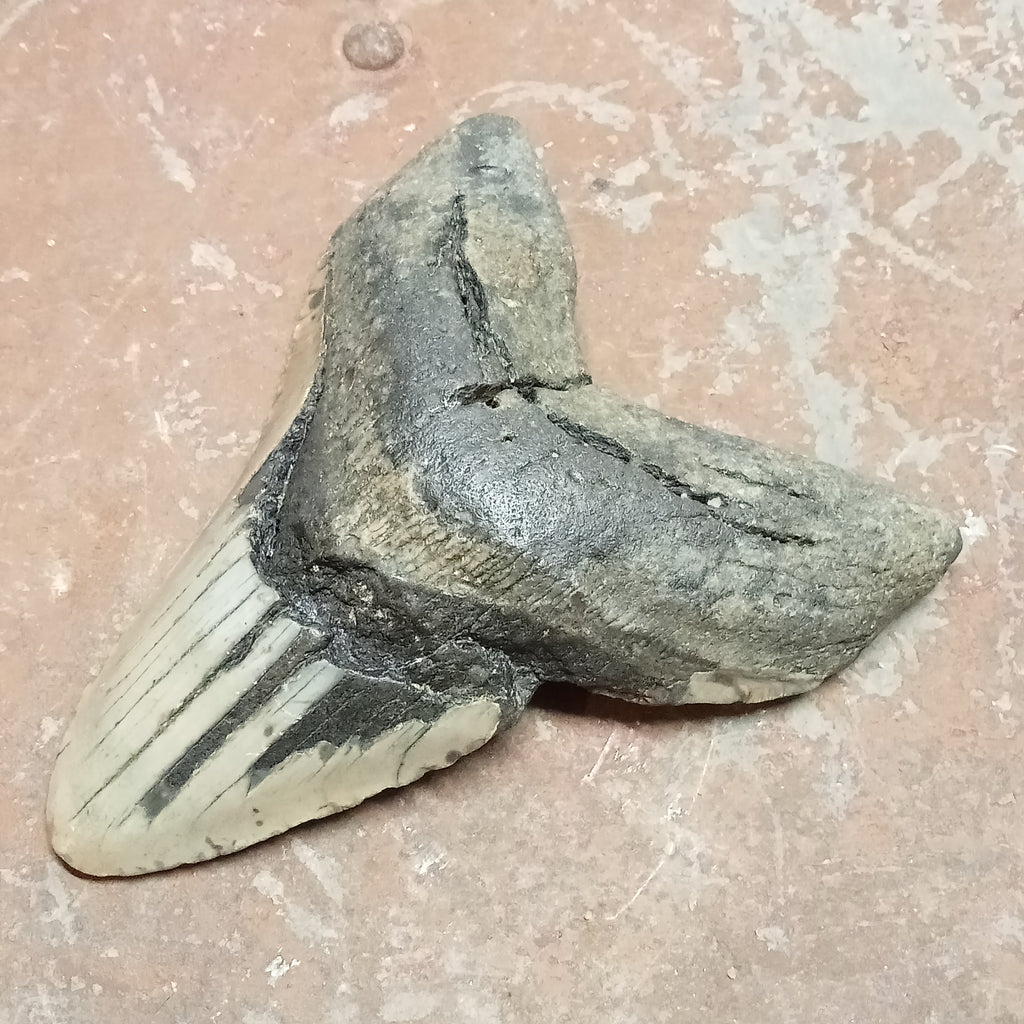 Megalodon tooth