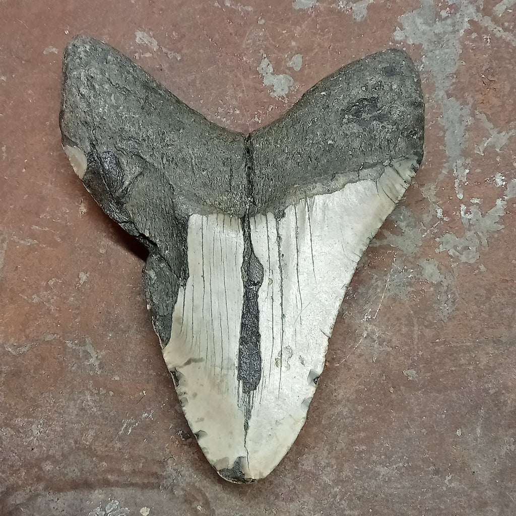 Megalodon tooth