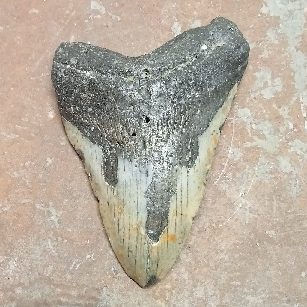 Megalodon tooth
