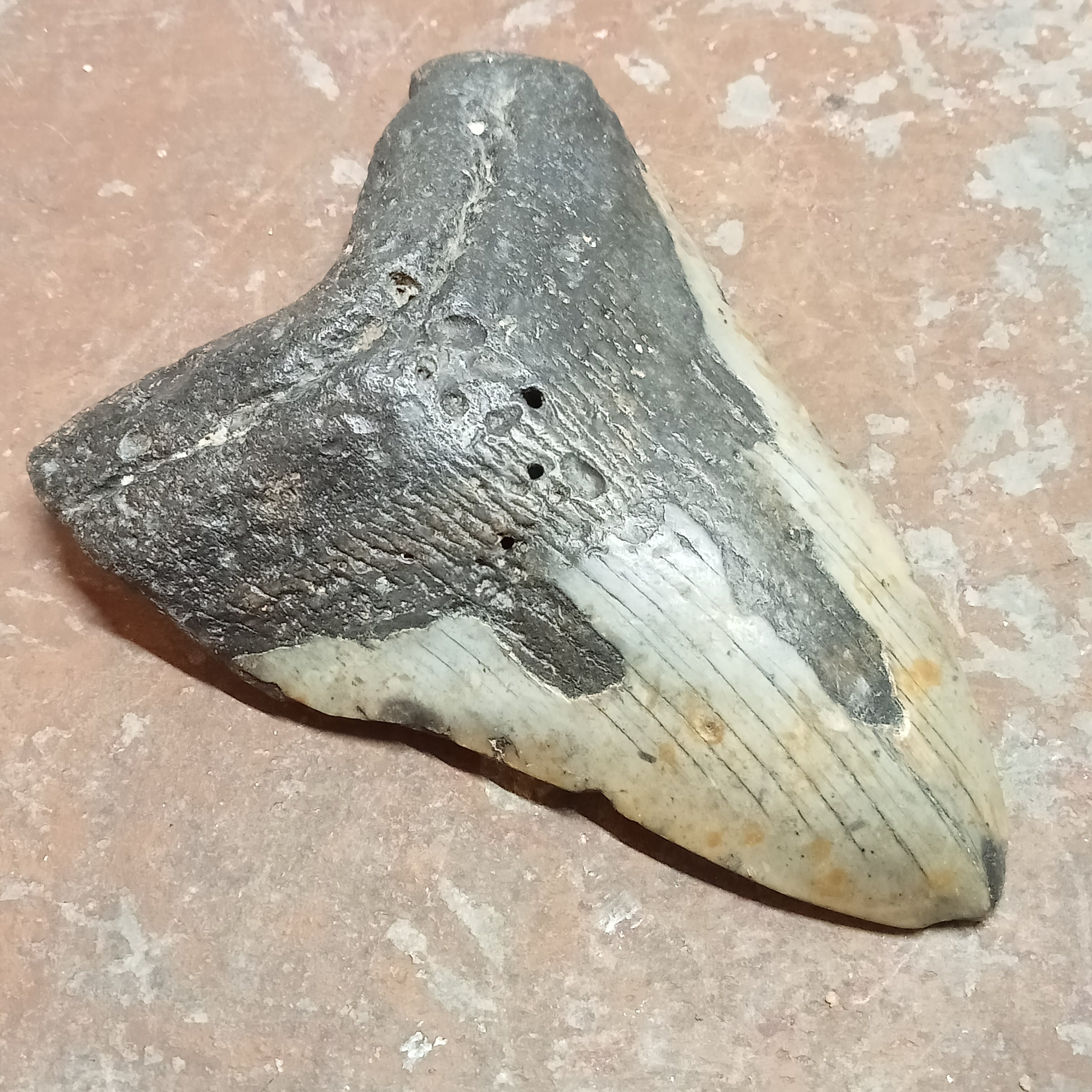 Megalodon tooth