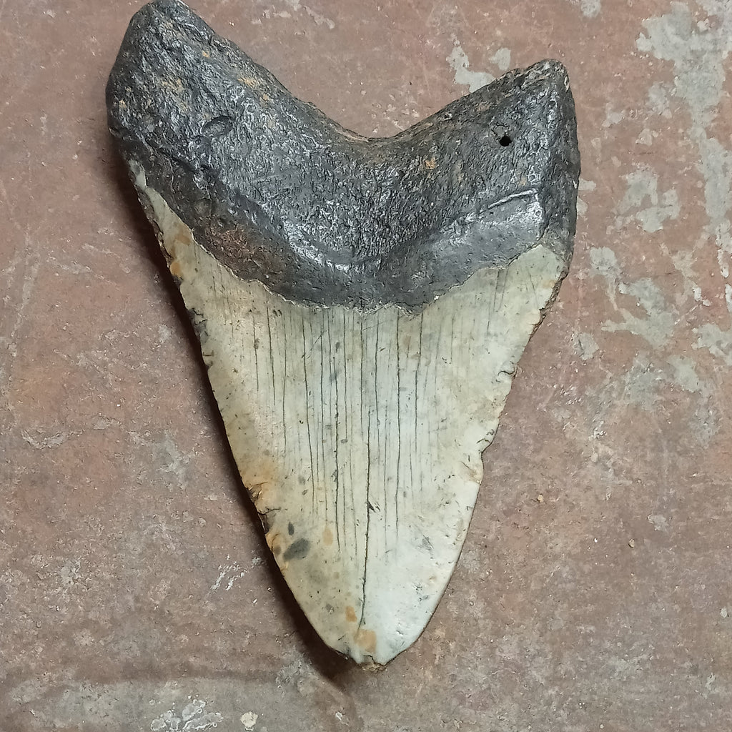 Megalodon tooth
