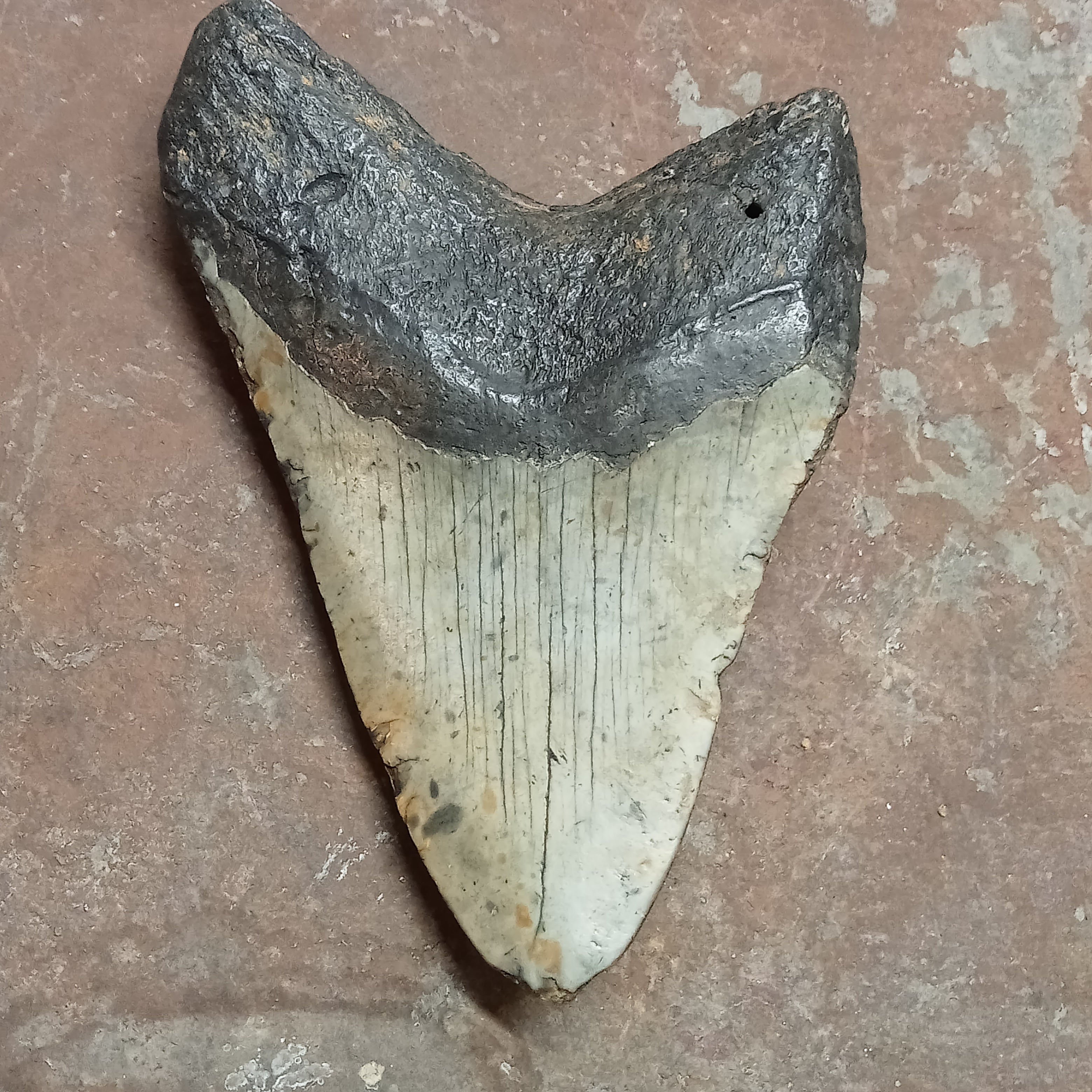 Megalodon tooth
