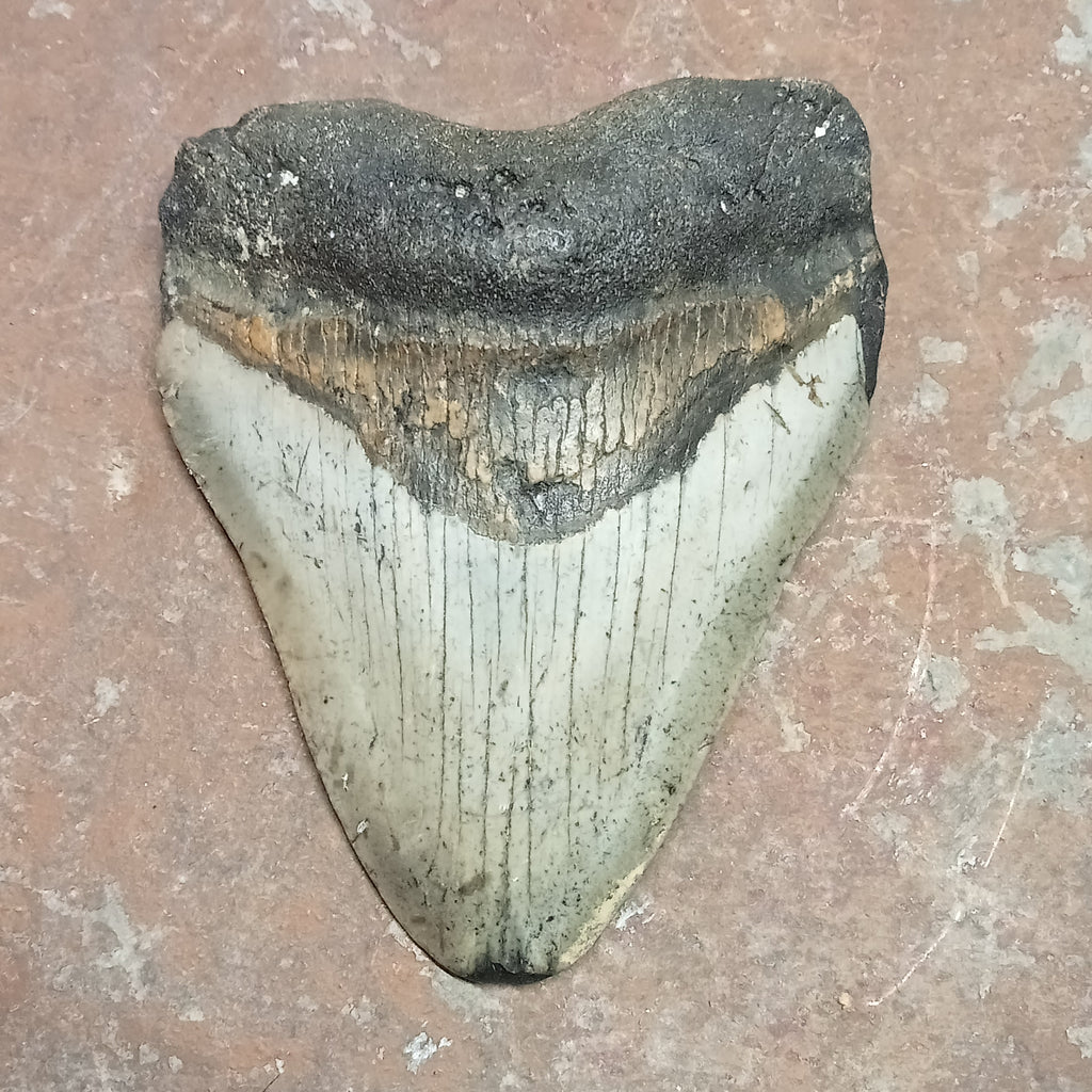 Megalodon tooth