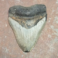 Megalodon tooth