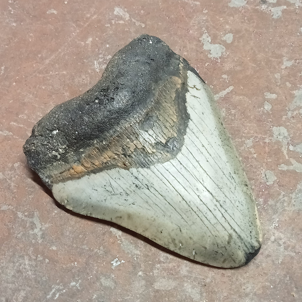 Megalodon tooth