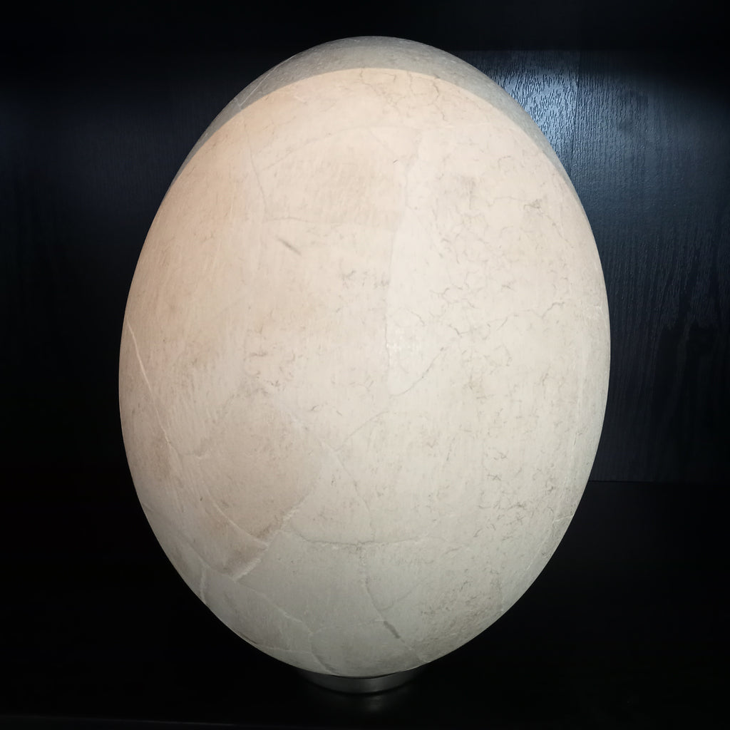 Elephant bird egg