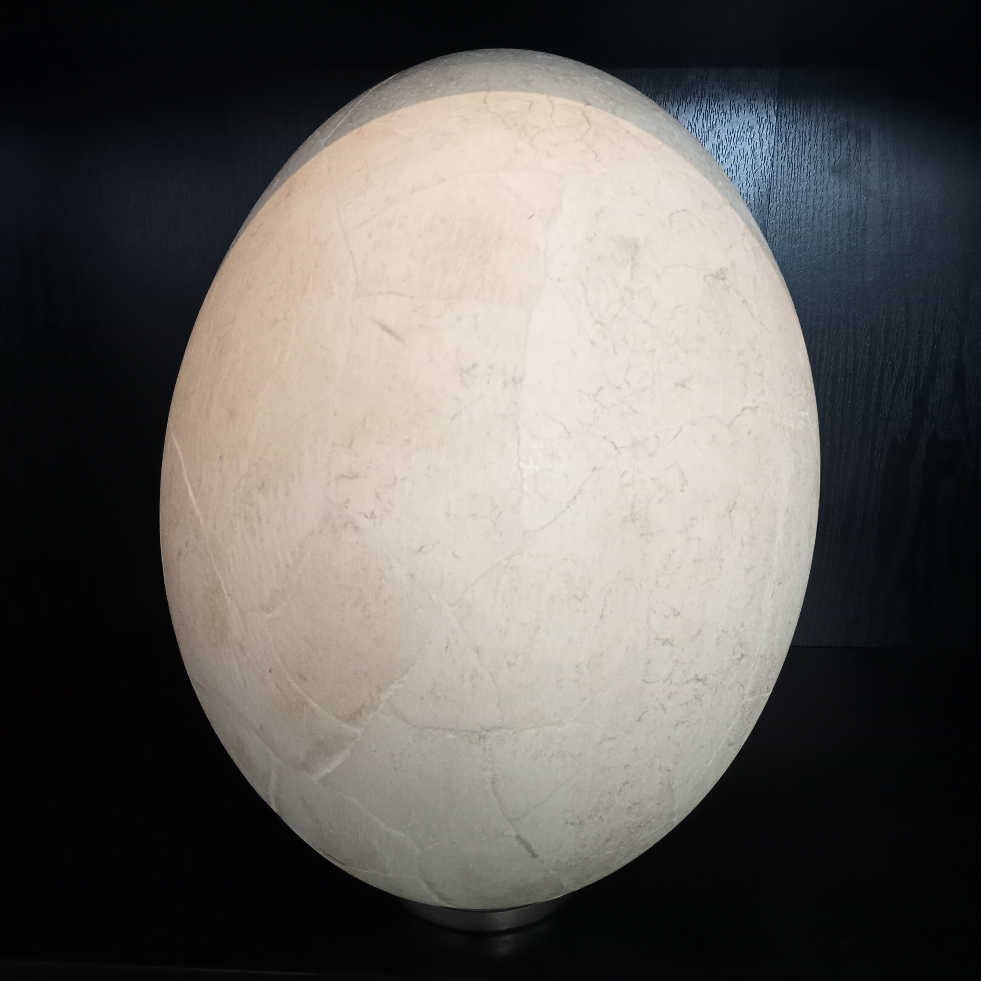 Elephant bird egg