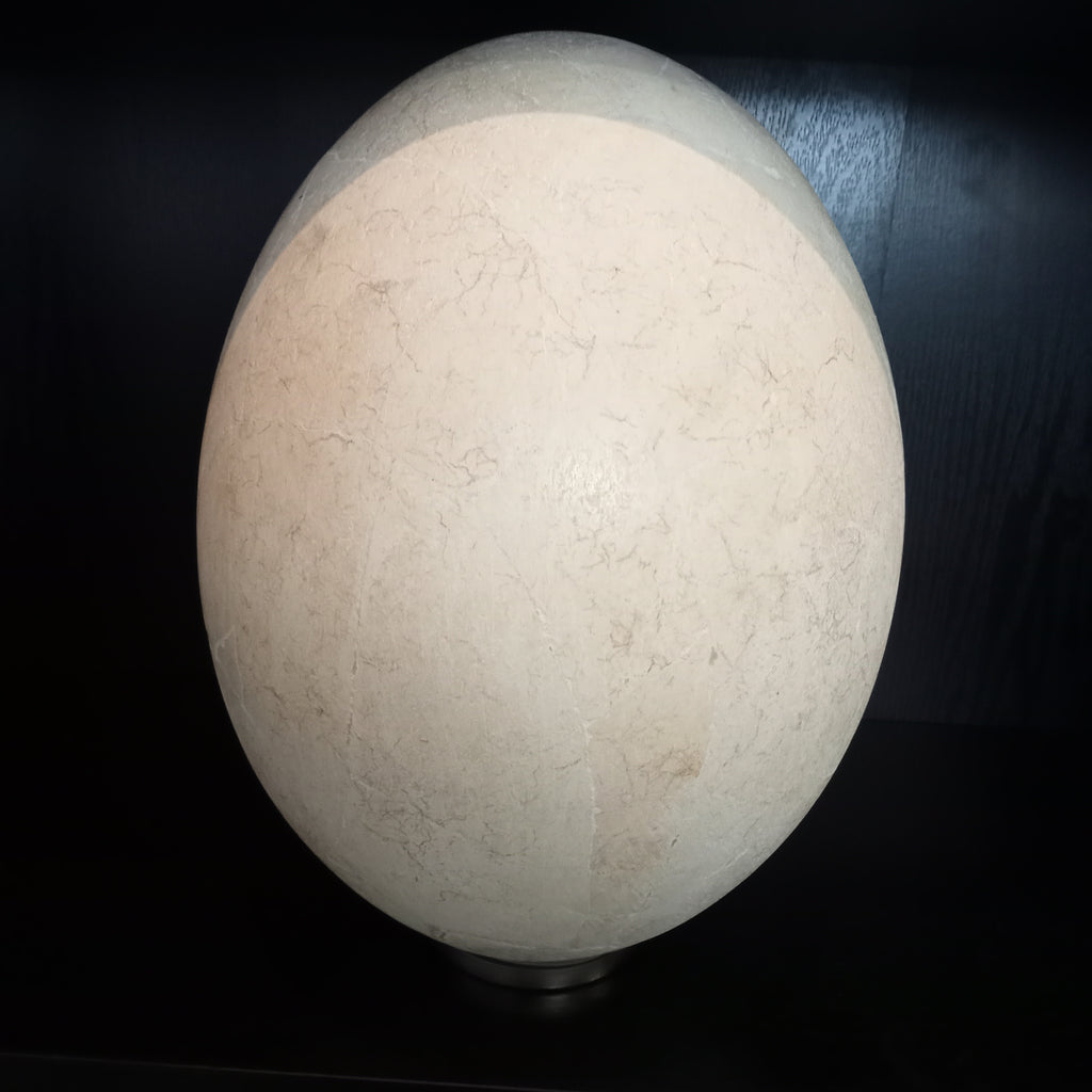 Elephant bird egg