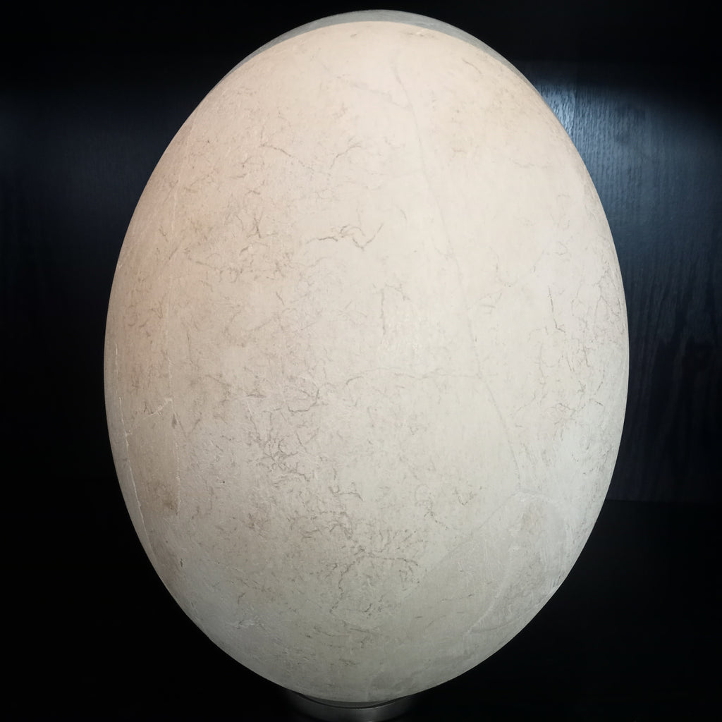 Elephant bird egg
