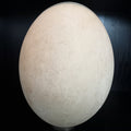Elephant bird egg