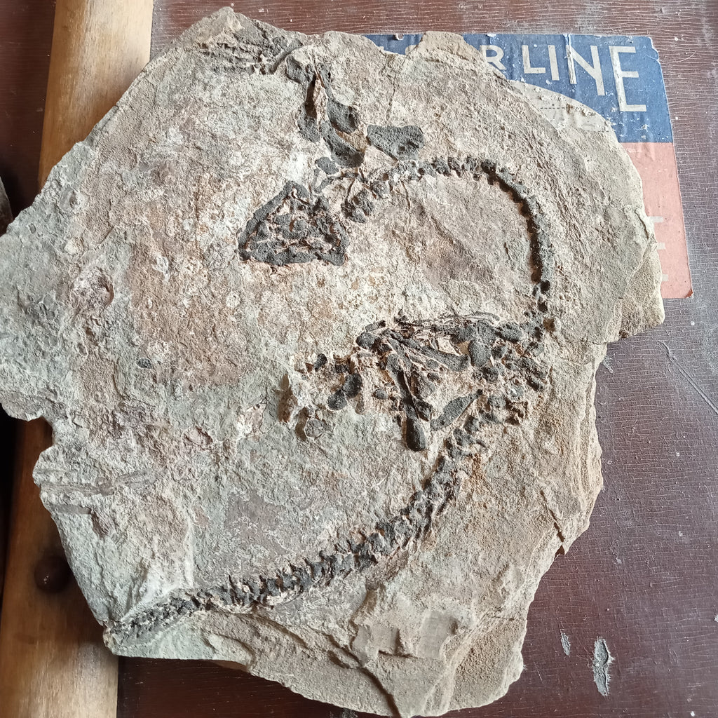 Barasaurus fossils
