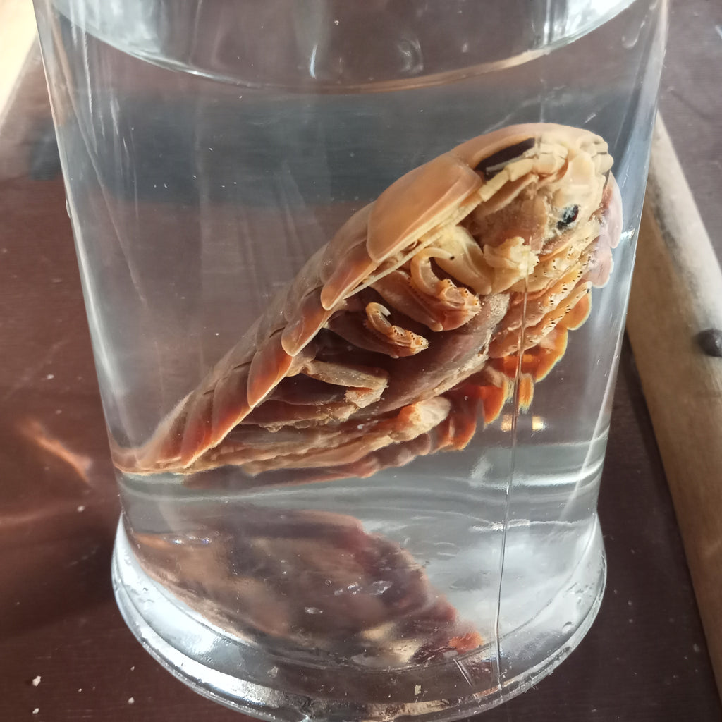 Giant isopod wet Specimens