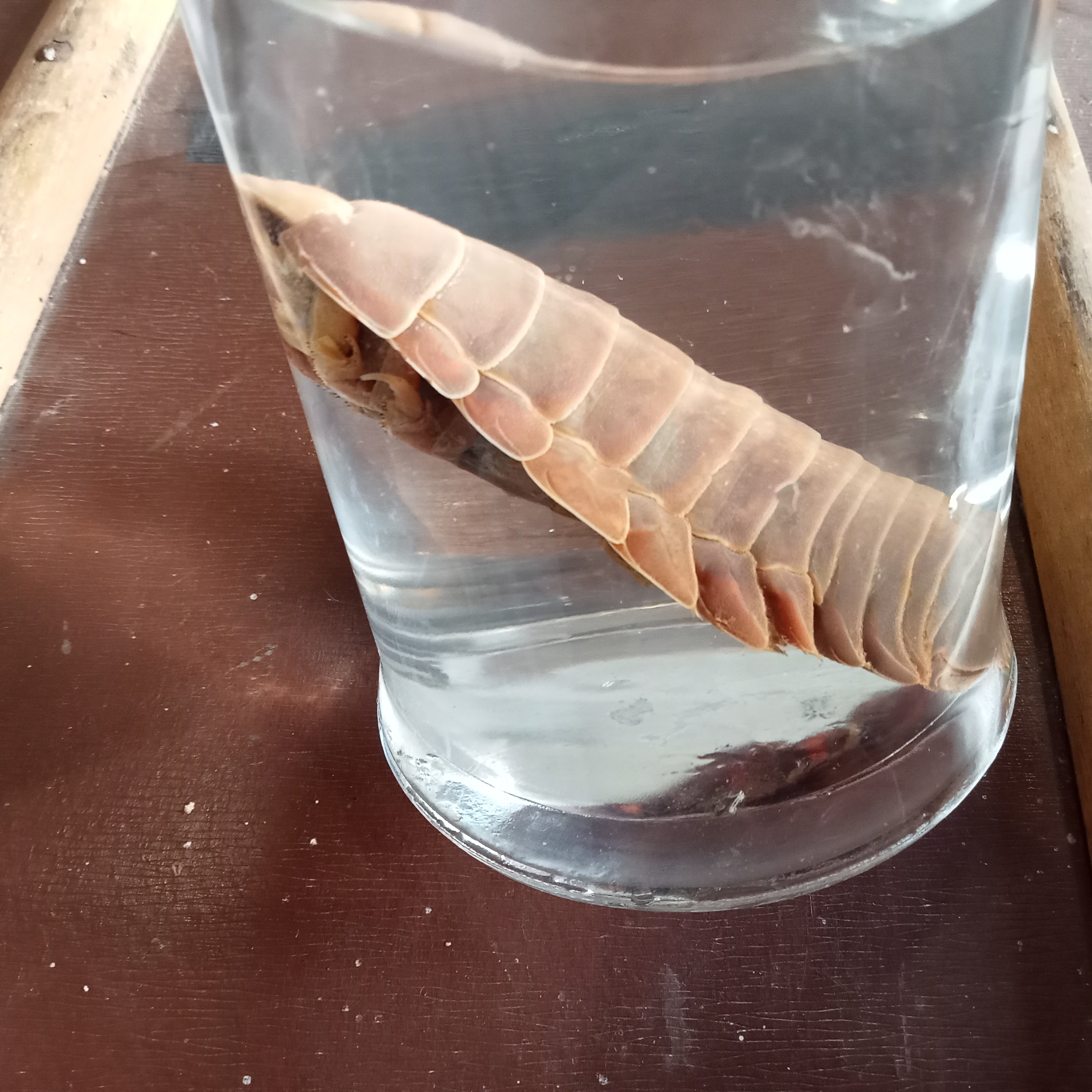 Giant isopod wet Specimens