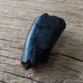 Tyrannosaur tooth partial
