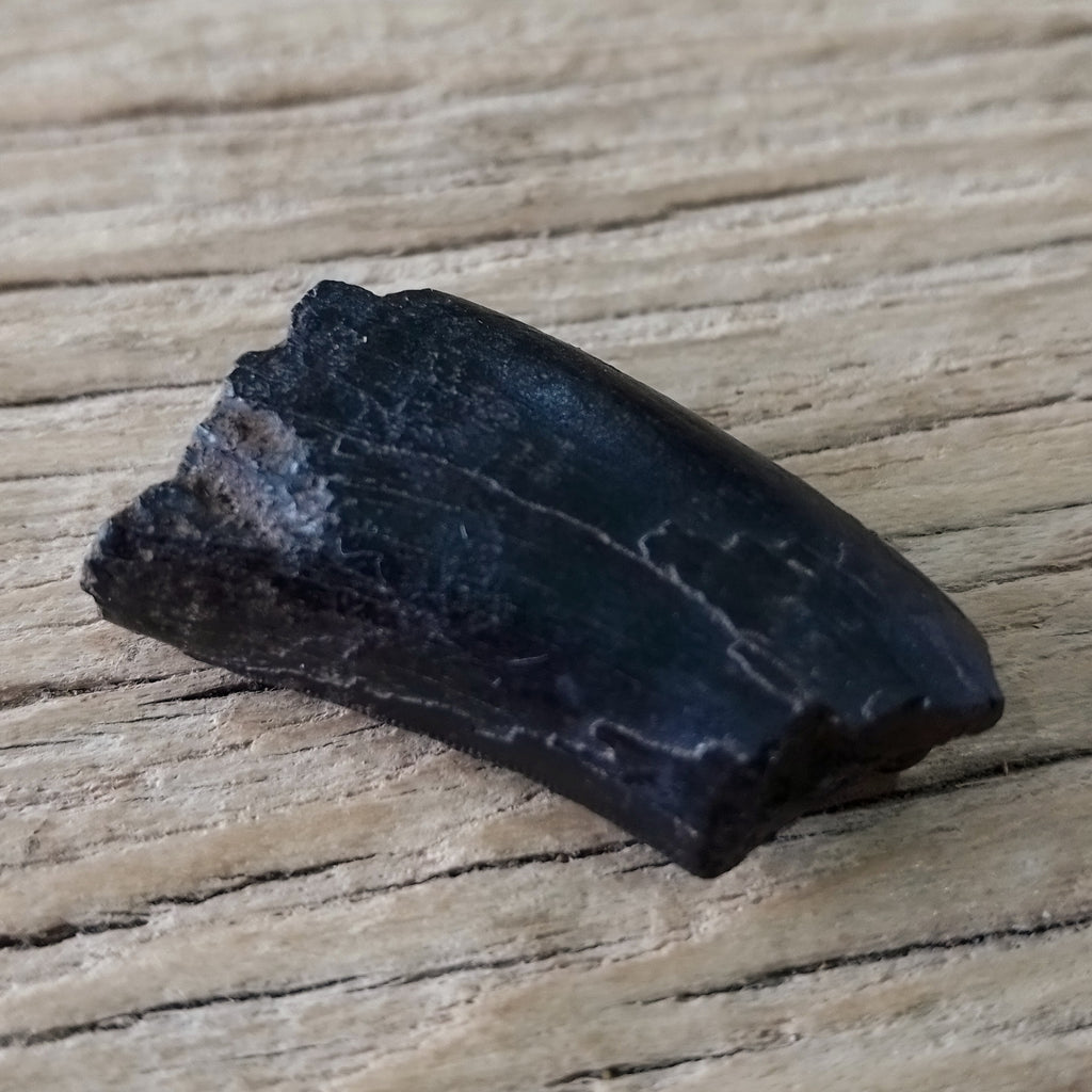 Tyrannosaur tooth partial