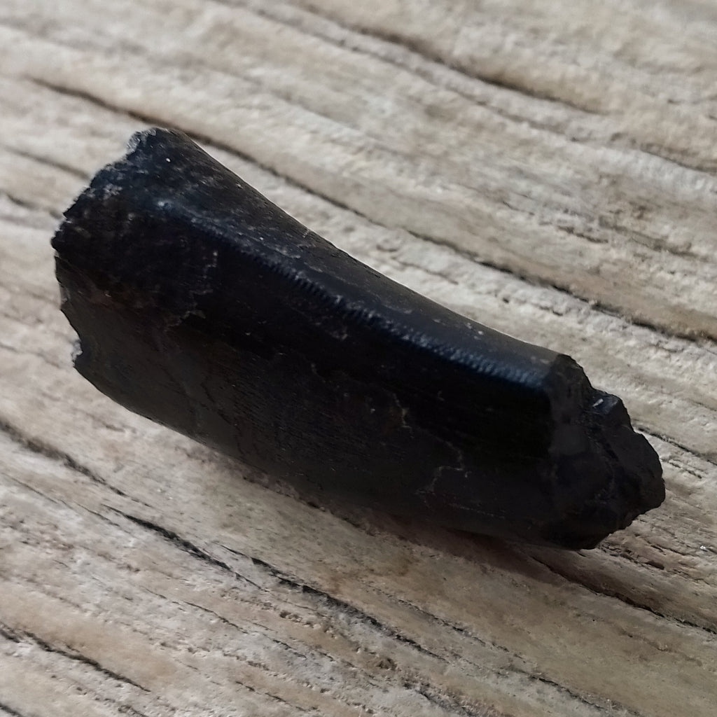 Tyrannosaur tooth partial