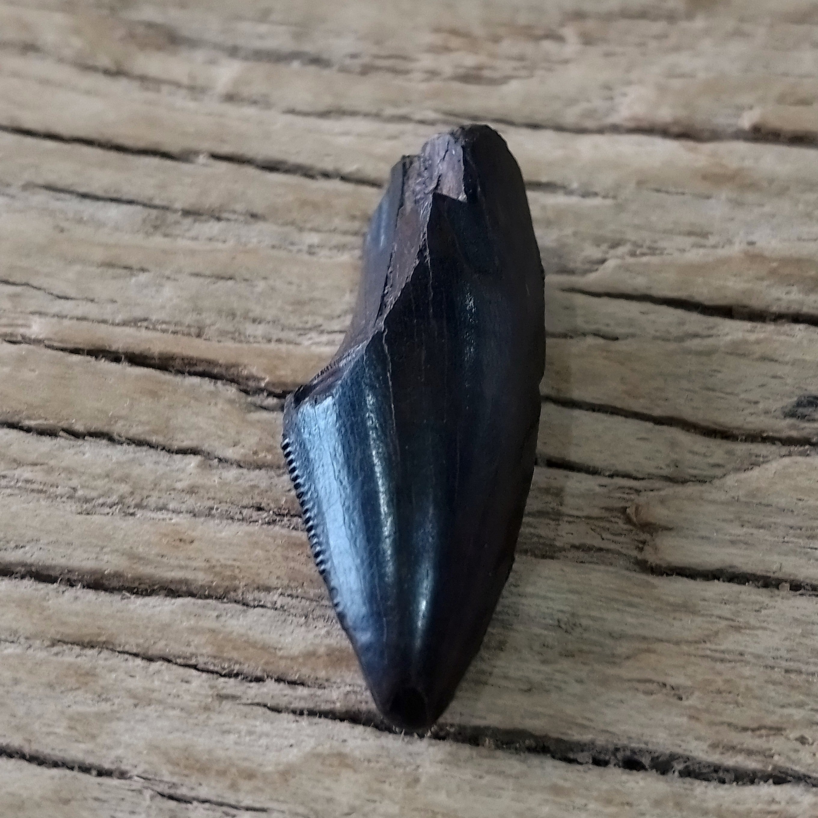 Tyrannosaur tooth tip