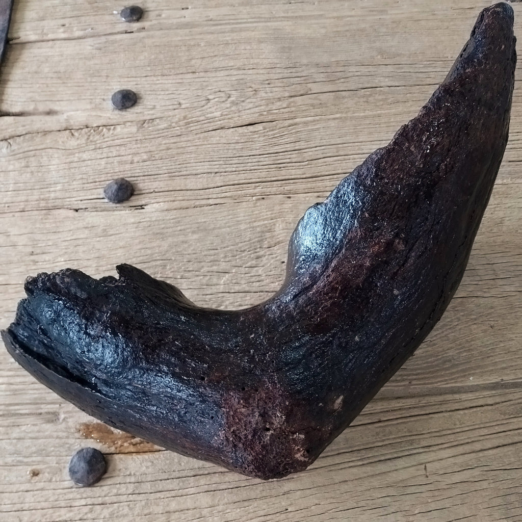 Columbian mammoth jaw