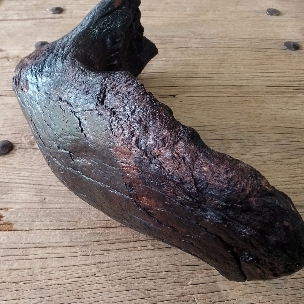 Columbian mammoth jaw