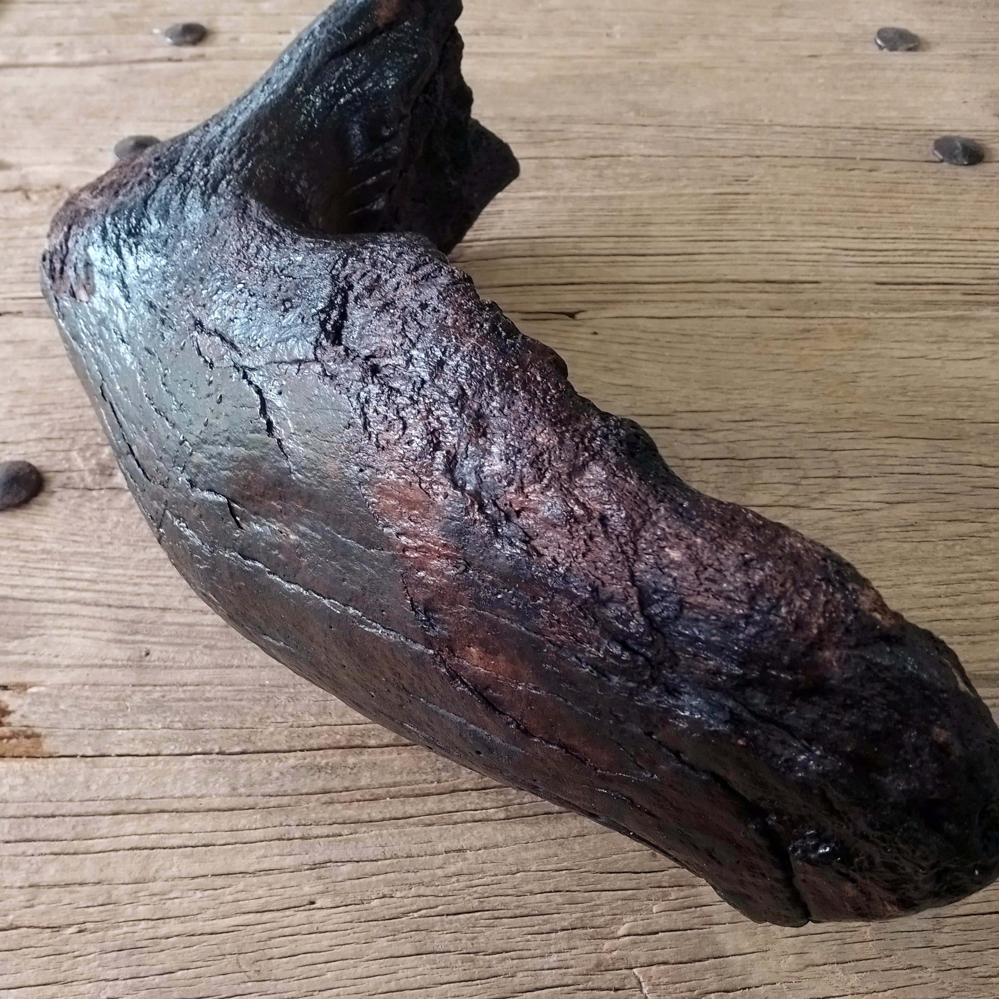 Columbian mammoth jaw