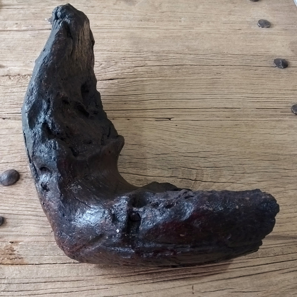 Columbian mammoth jaw