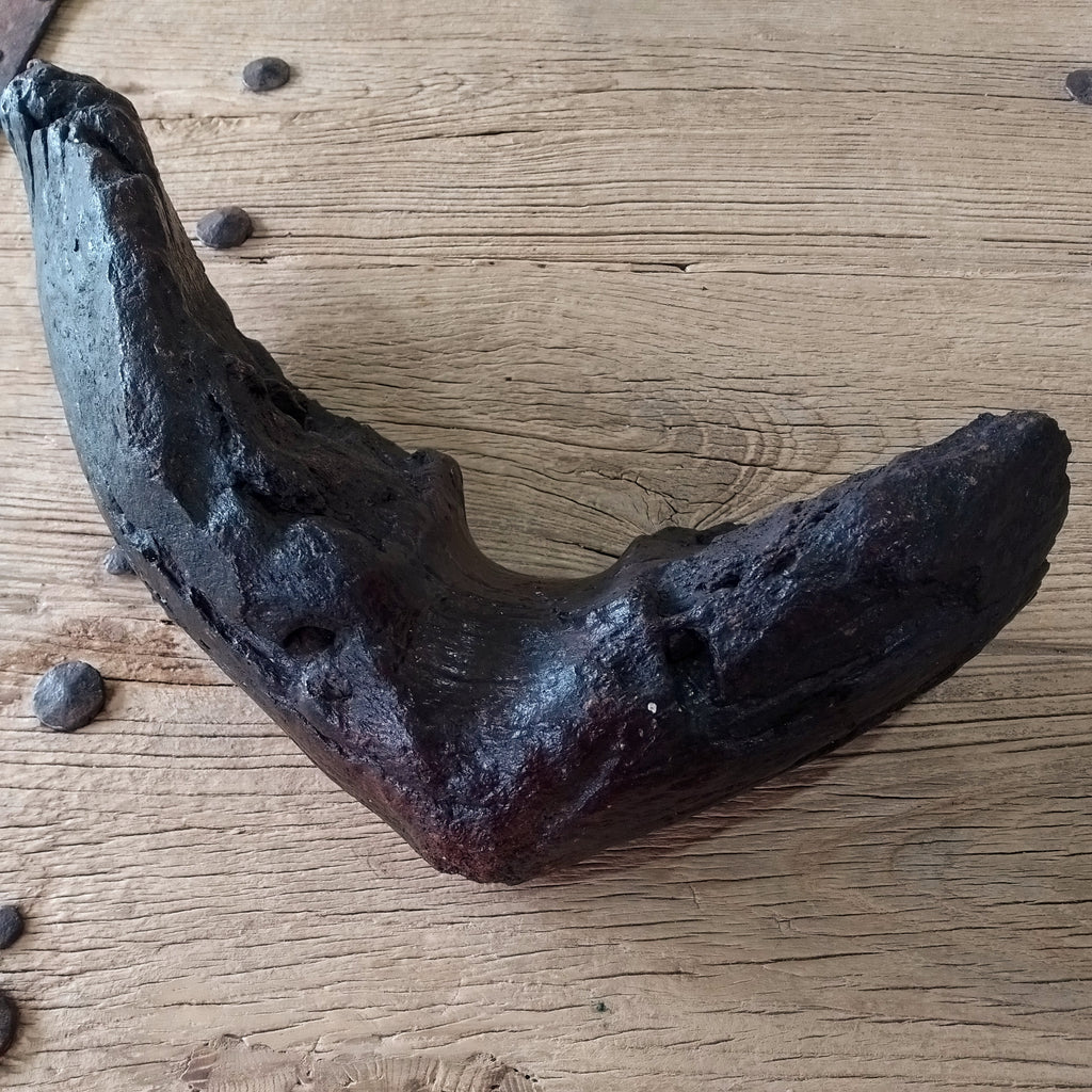 Columbian mammoth jaw