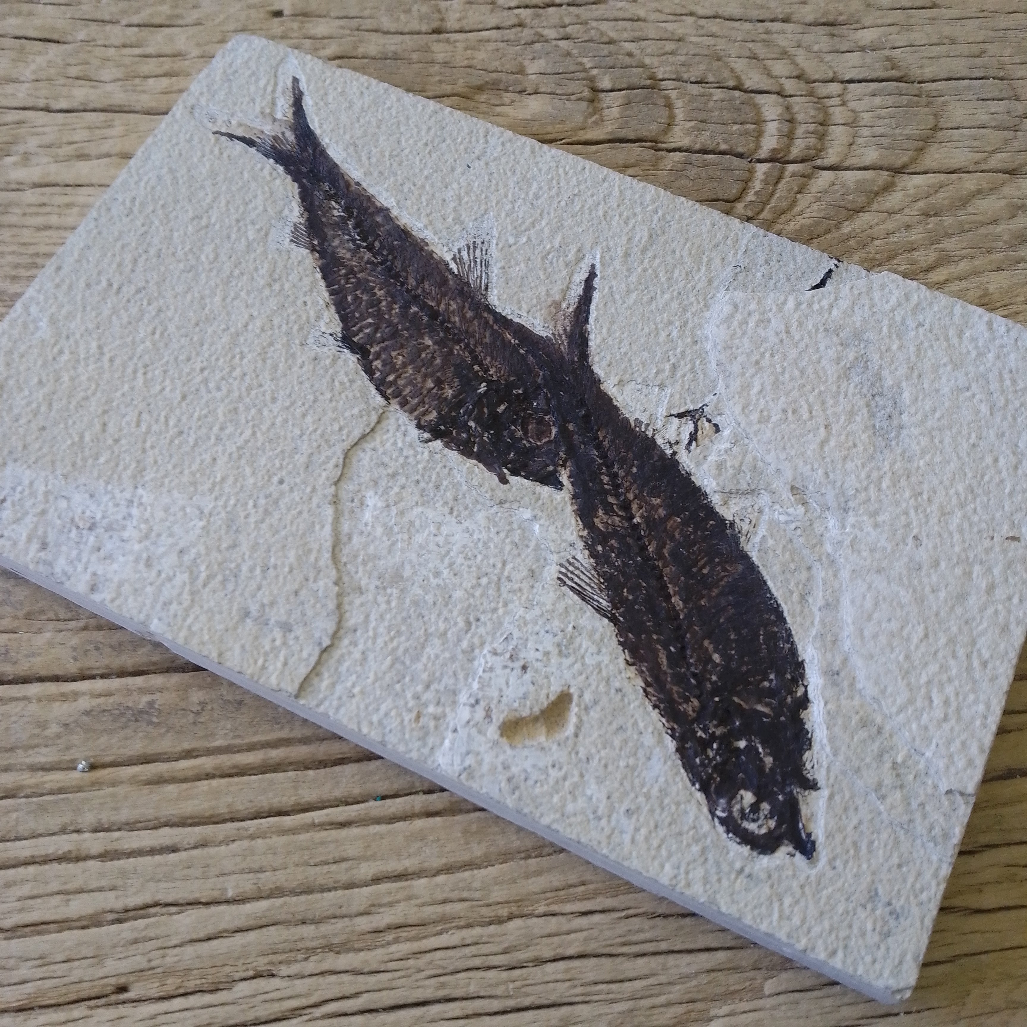 Knightia Alta fossil