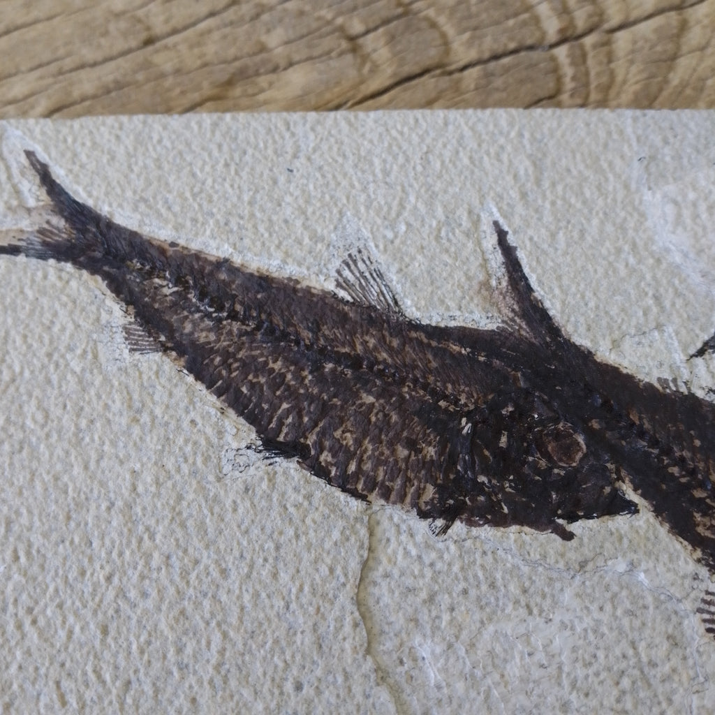 Knightia Alta fossil
