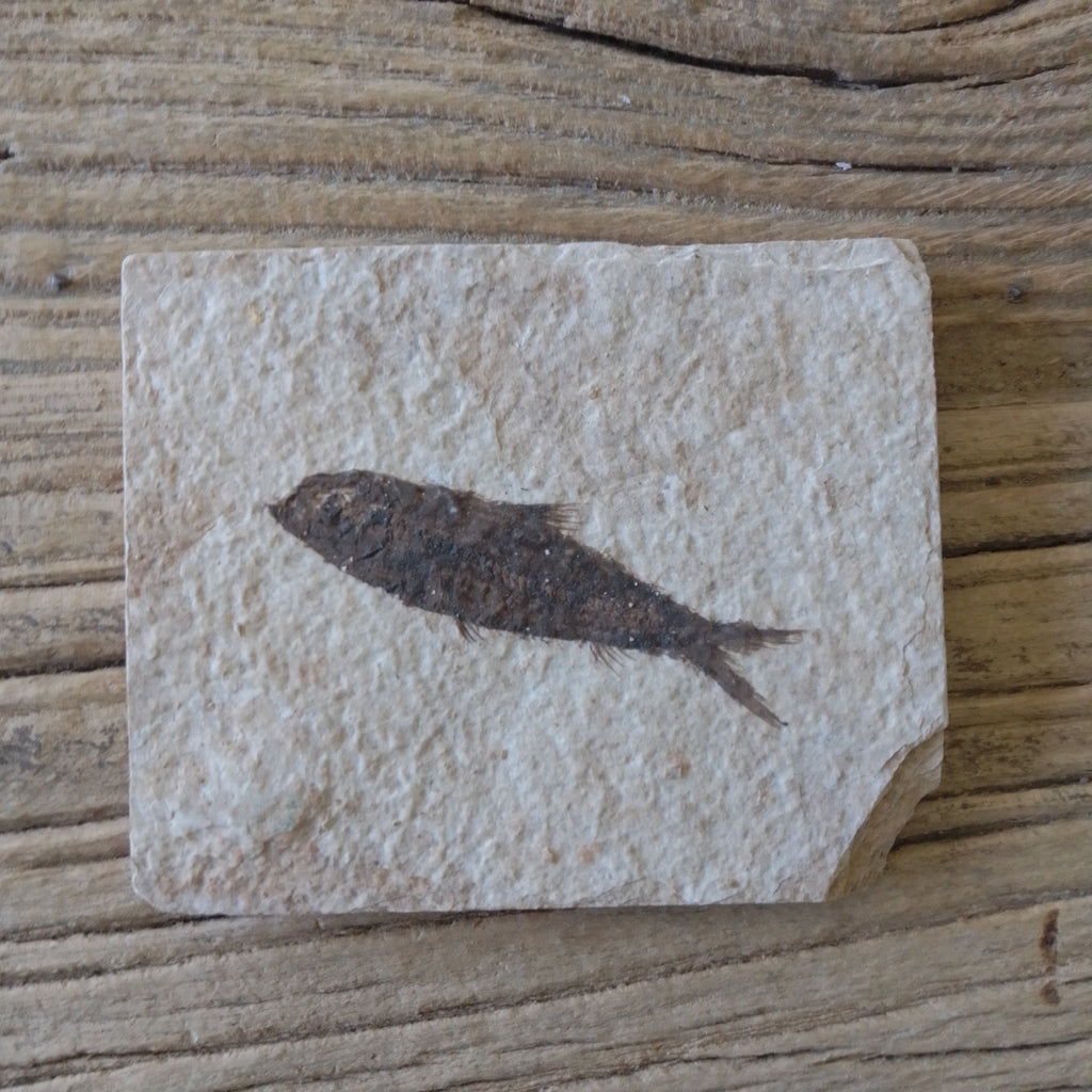 Knightia Alta fossil