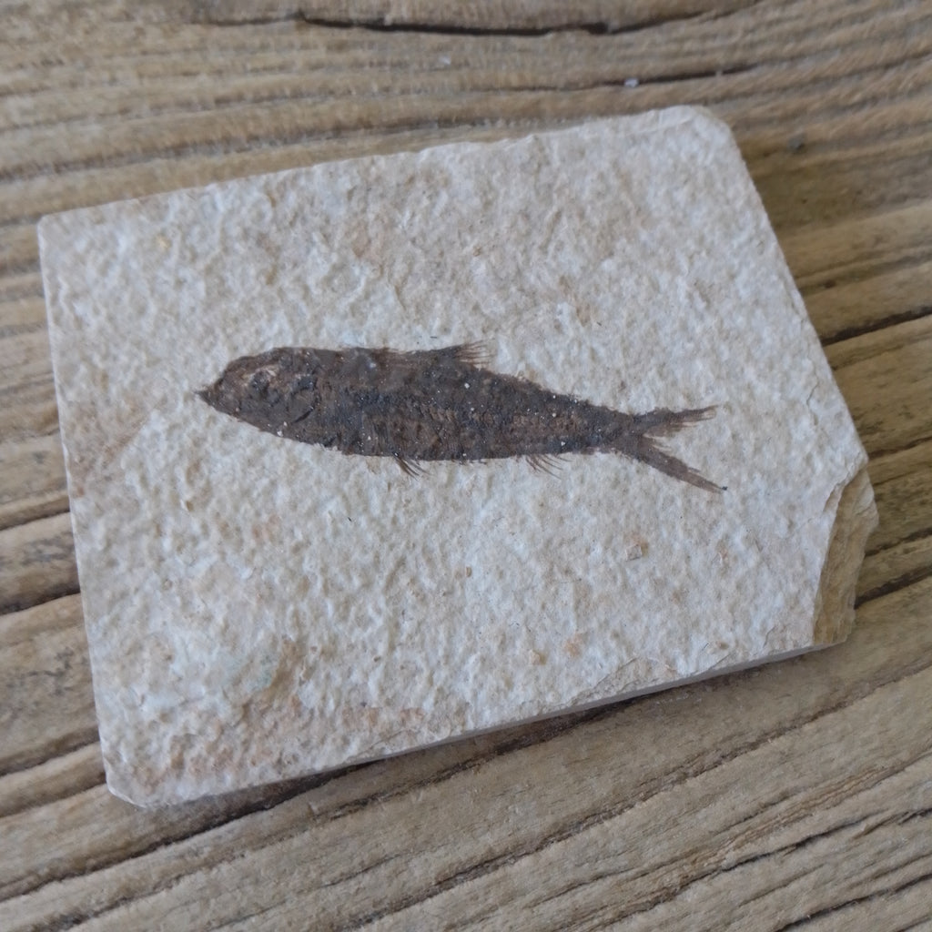 Knightia Alta fossil