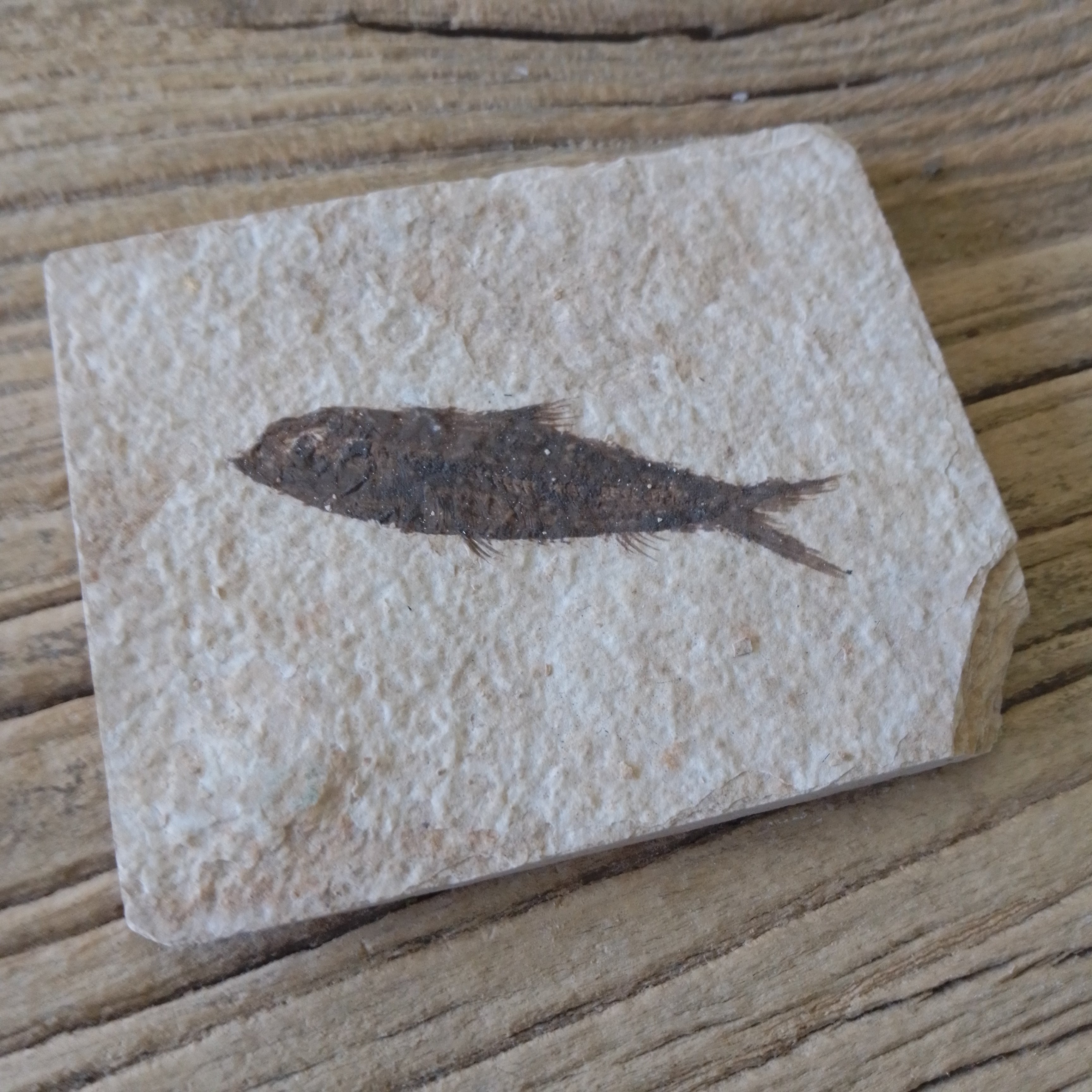 Knightia Alta fossil