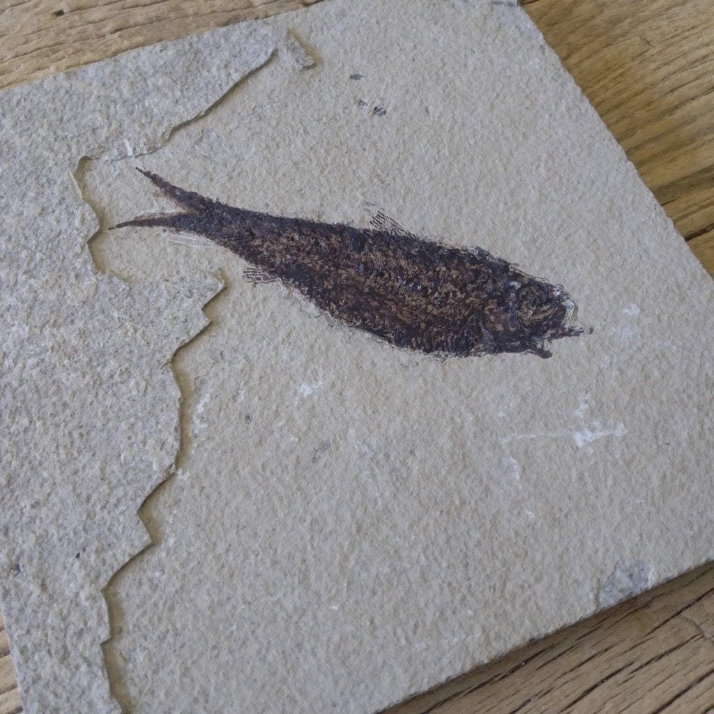 Knightia alta fossil