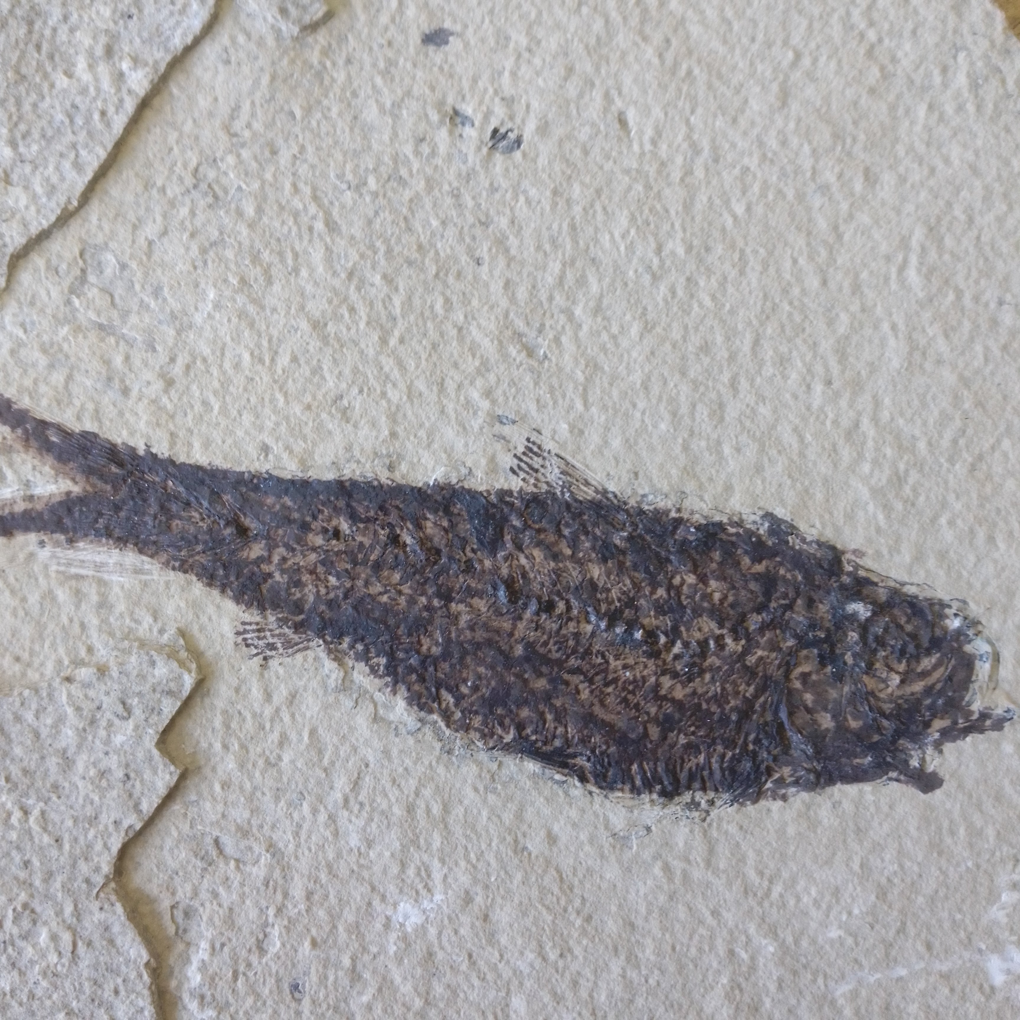 Knightia alta fossil