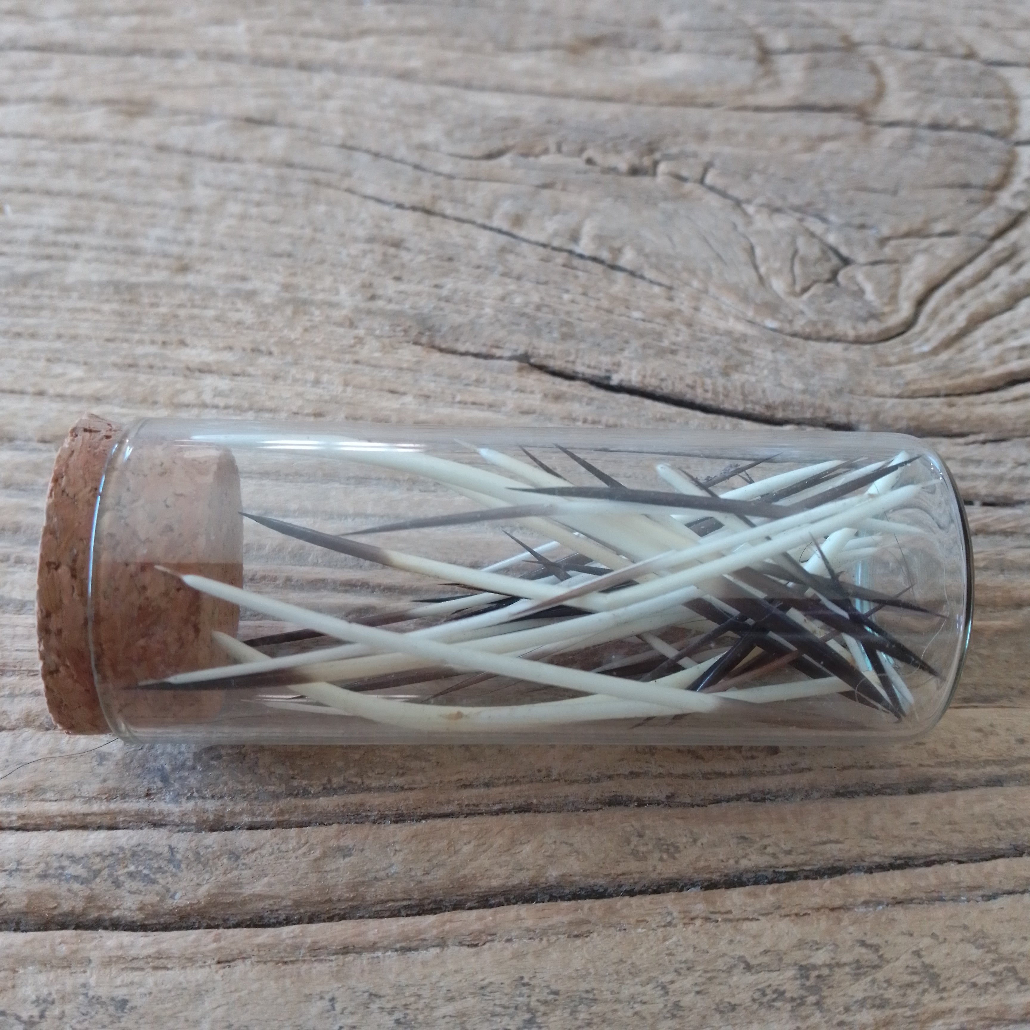 American Porcupine quill vial