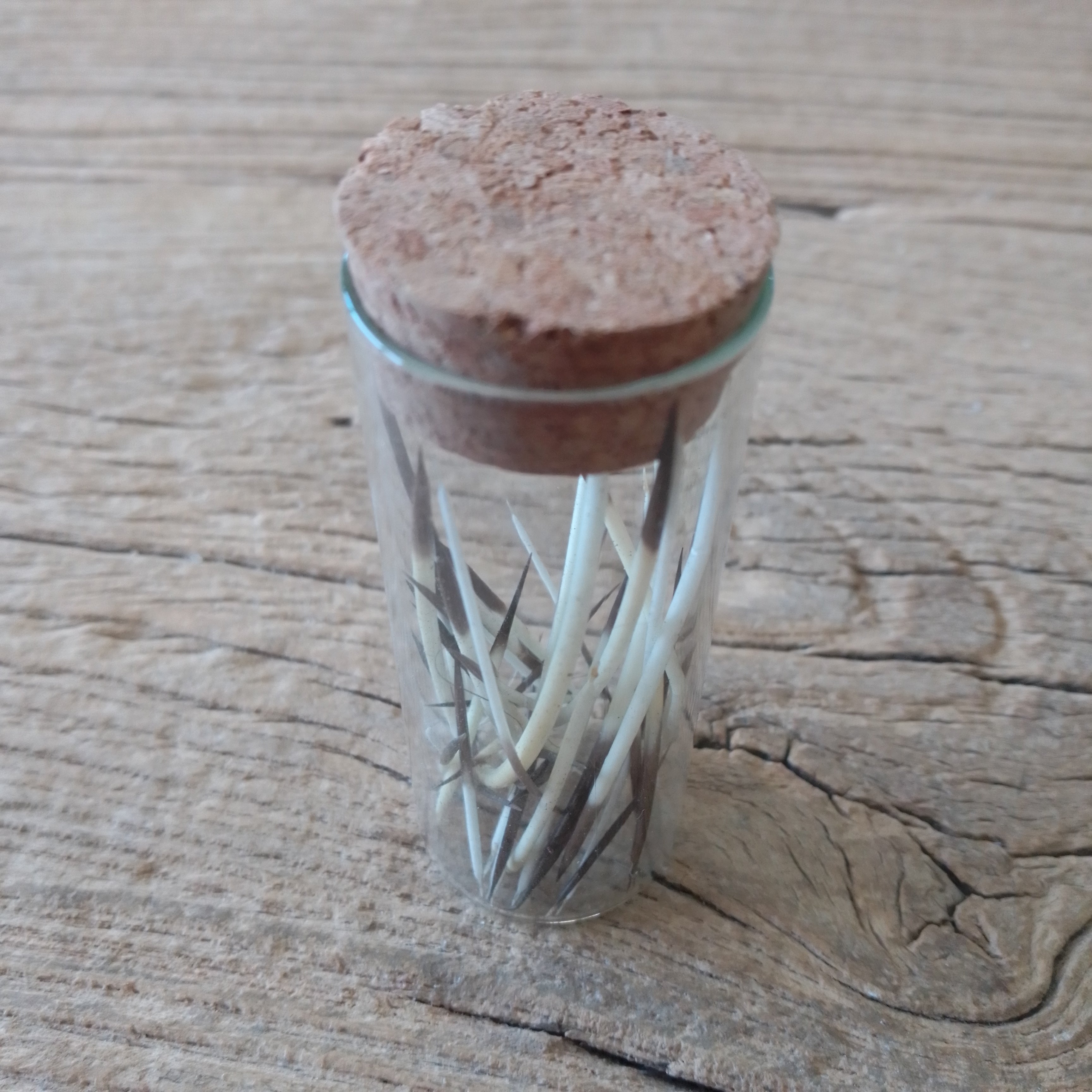 American Porcupine quill vial
