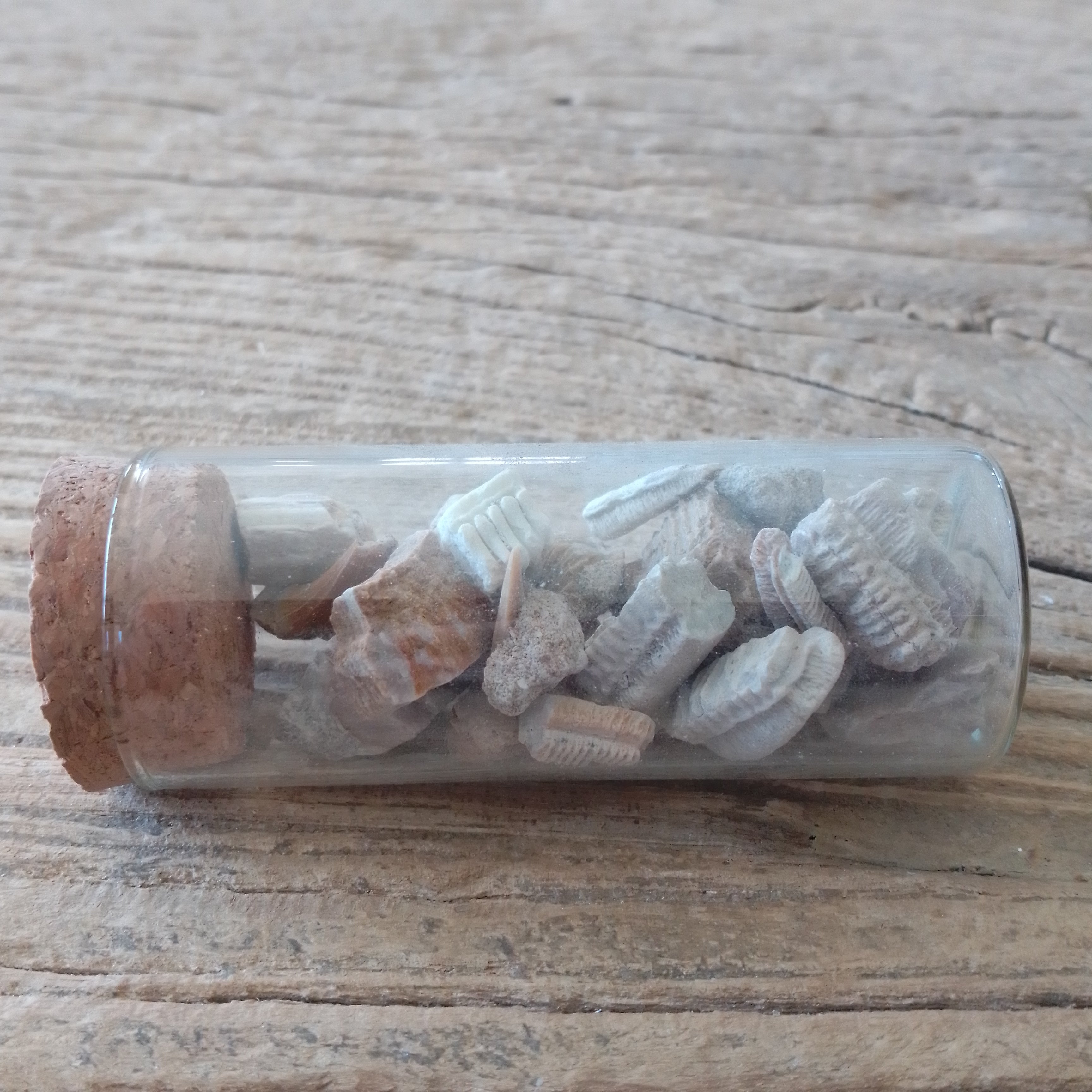Fossil Ray mouth plate vial