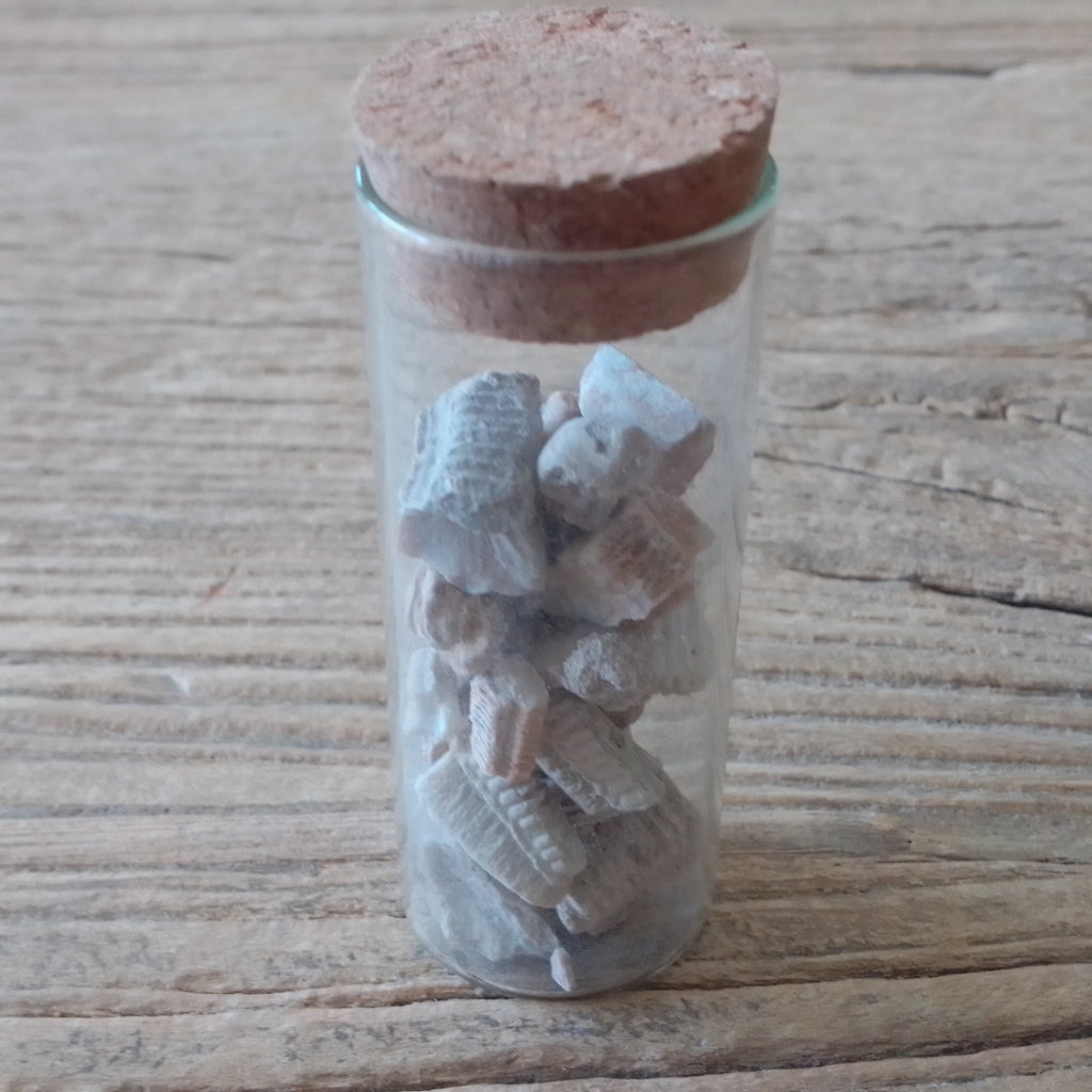 Fossil Ray mouth plate vial