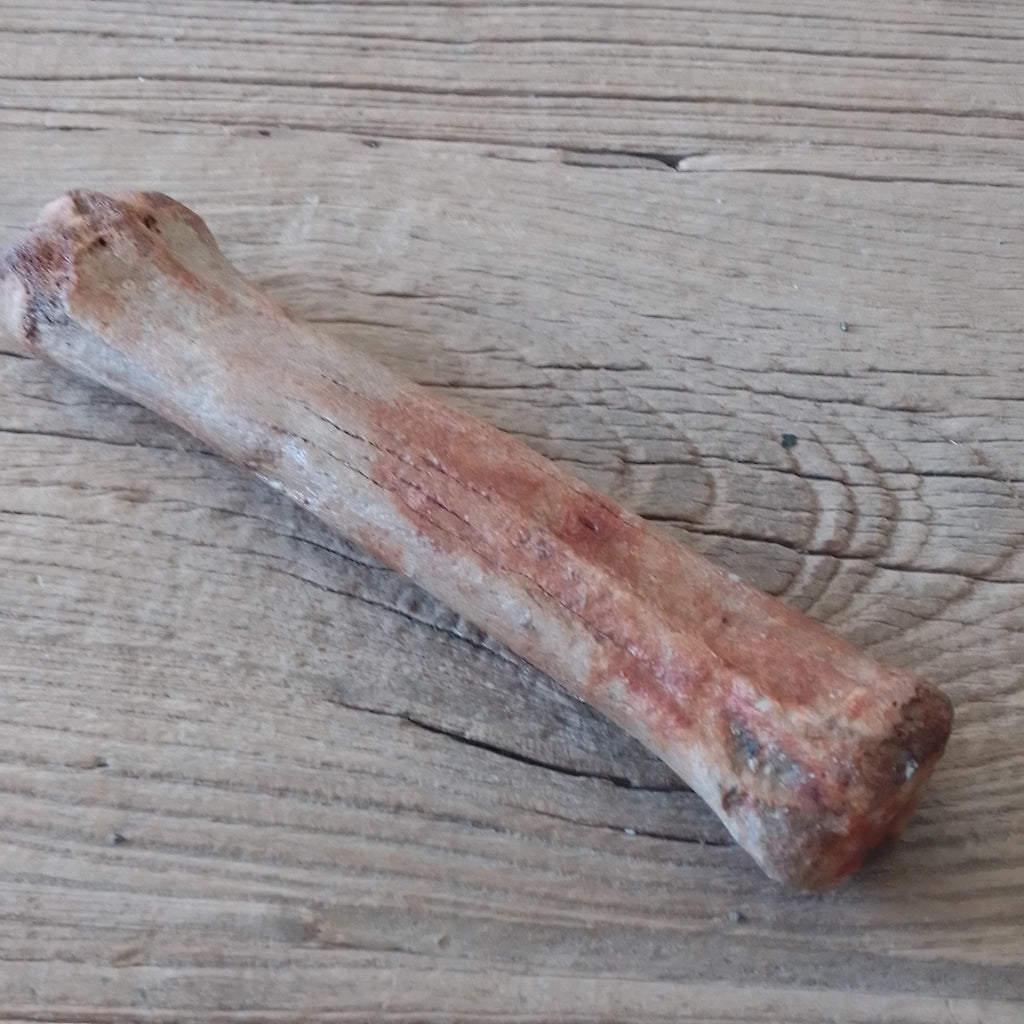 Horse leg bone fossil