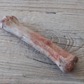 Horse leg bone fossil