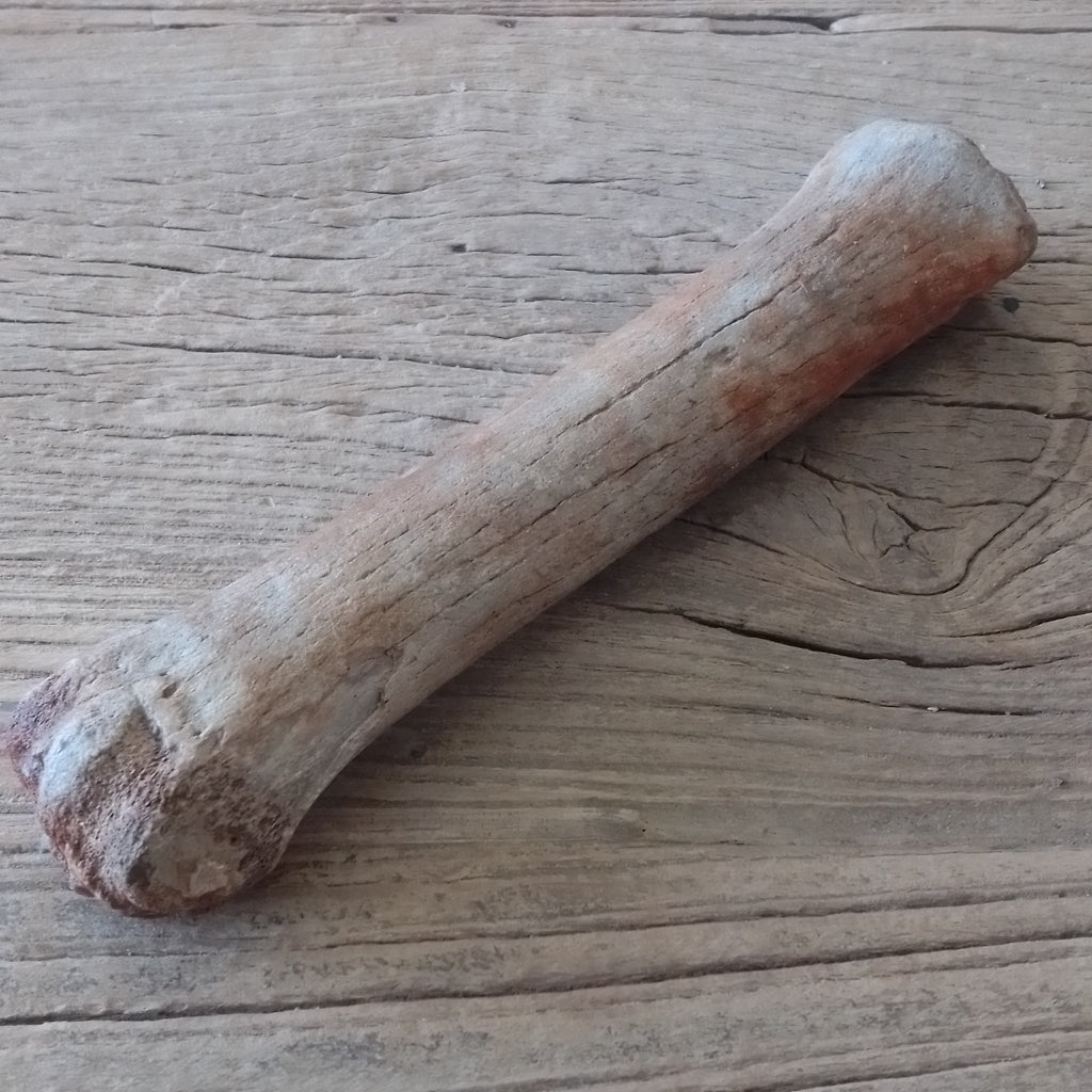 Horse leg bone fossil